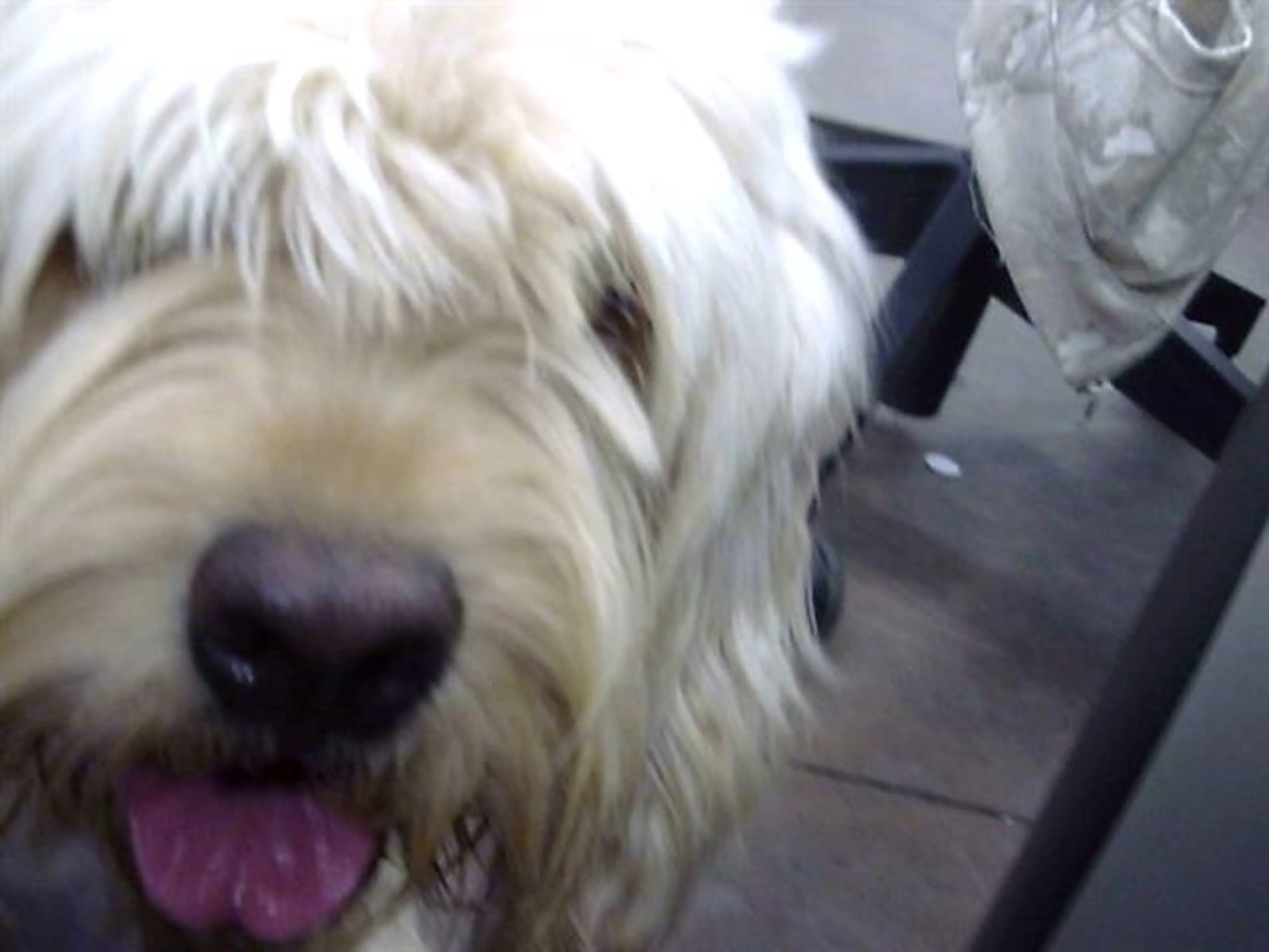 Found pet