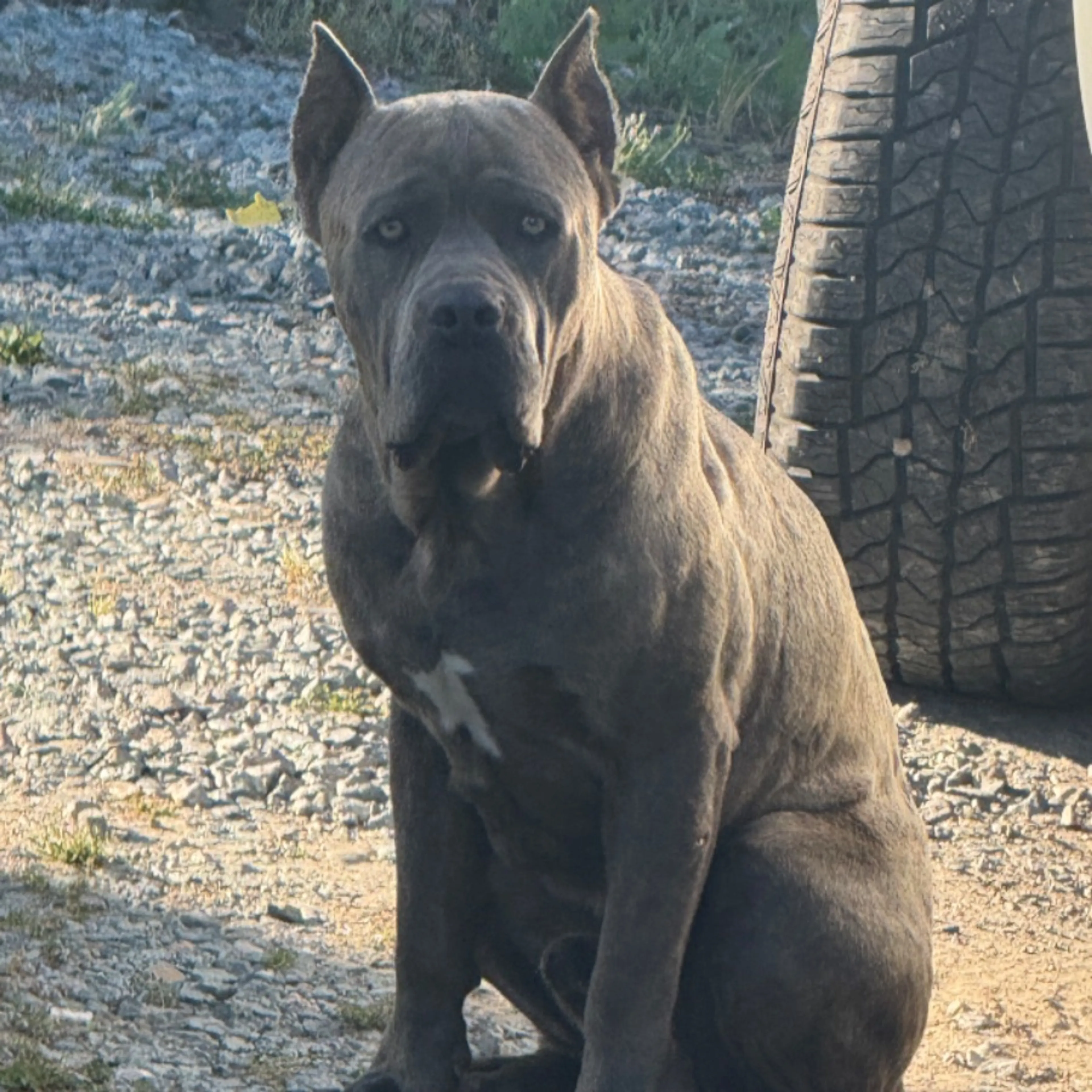 Found pet
