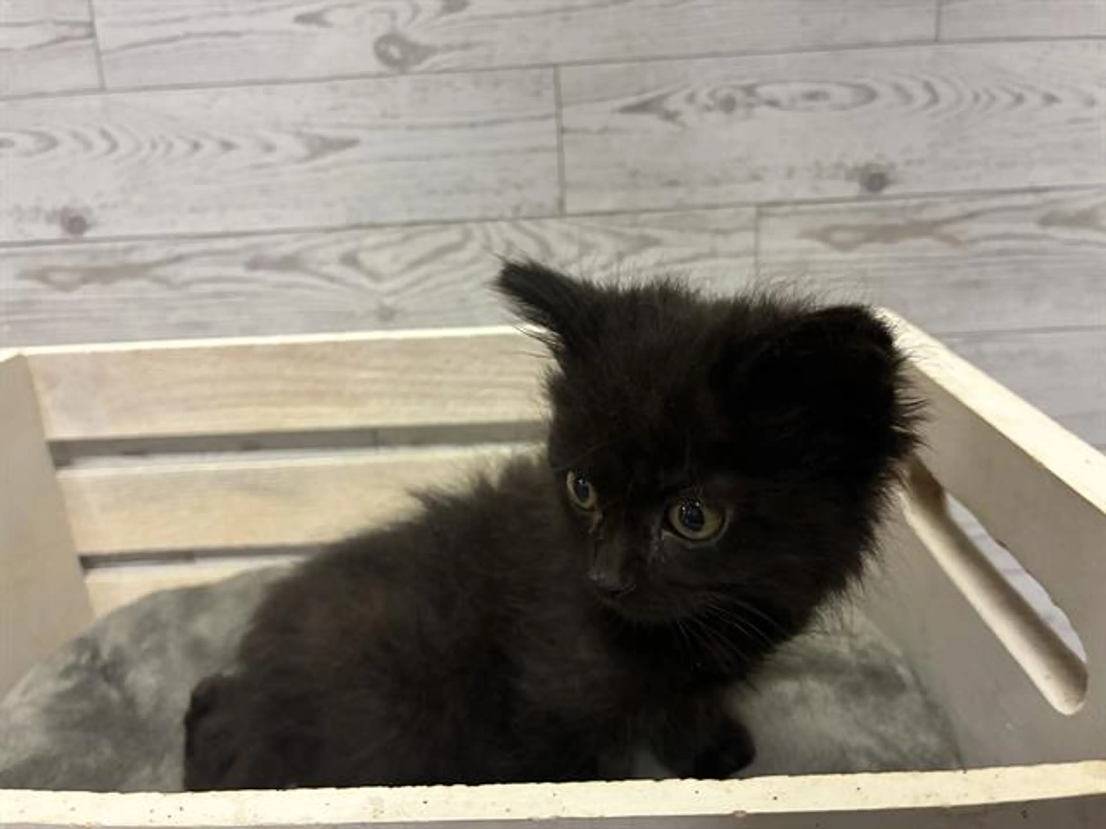 Found pet