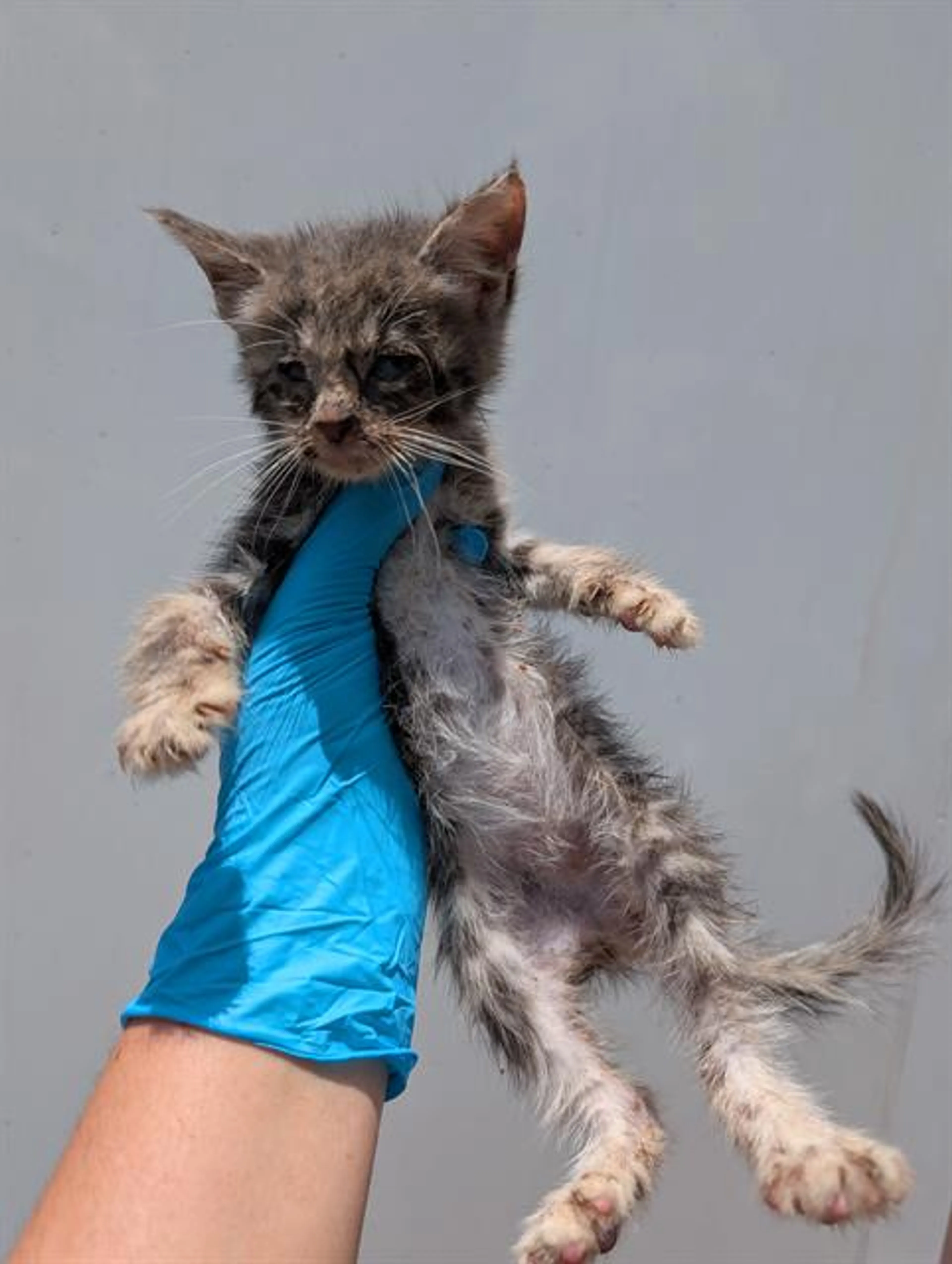 Found pet