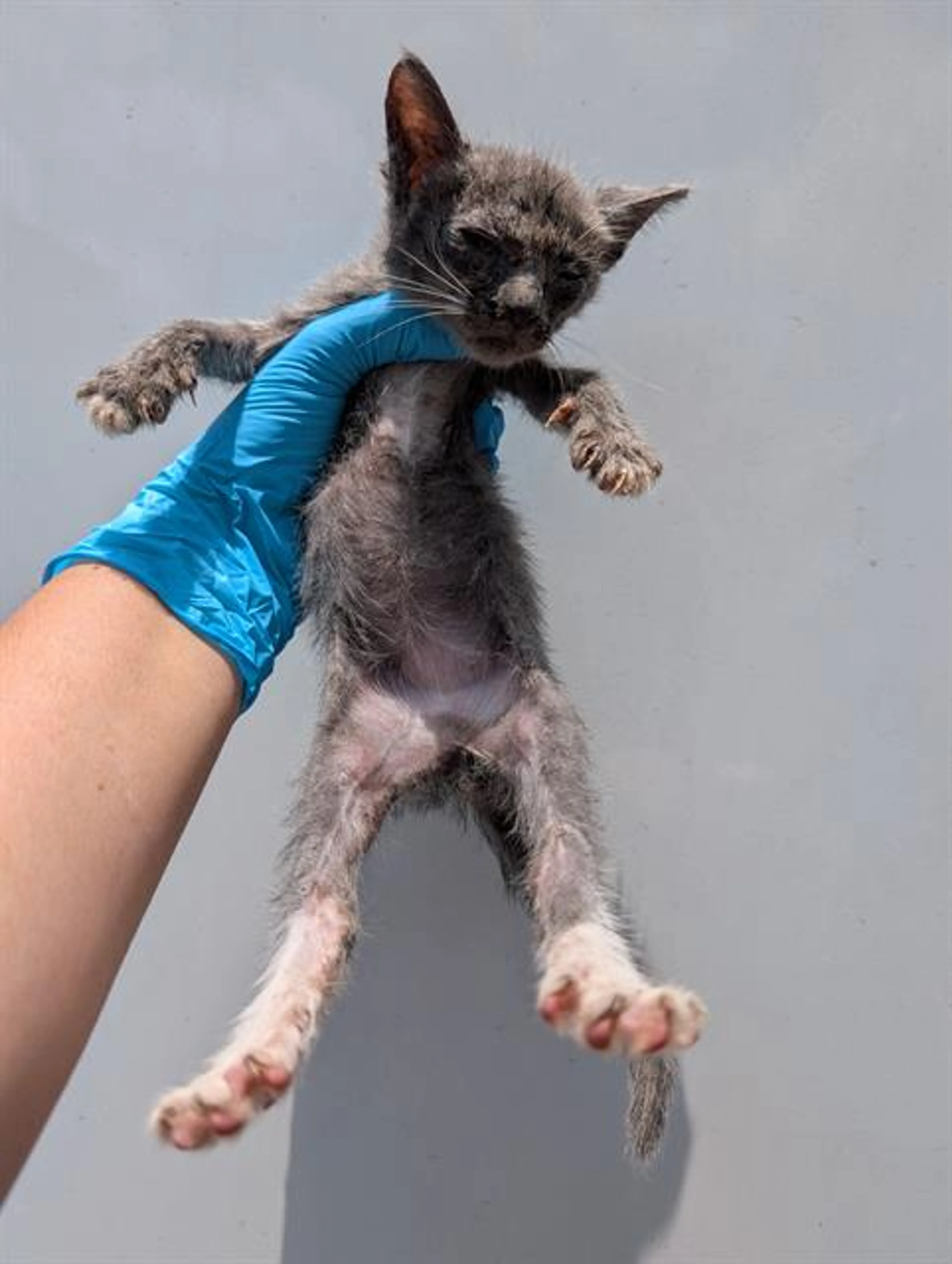 Found pet