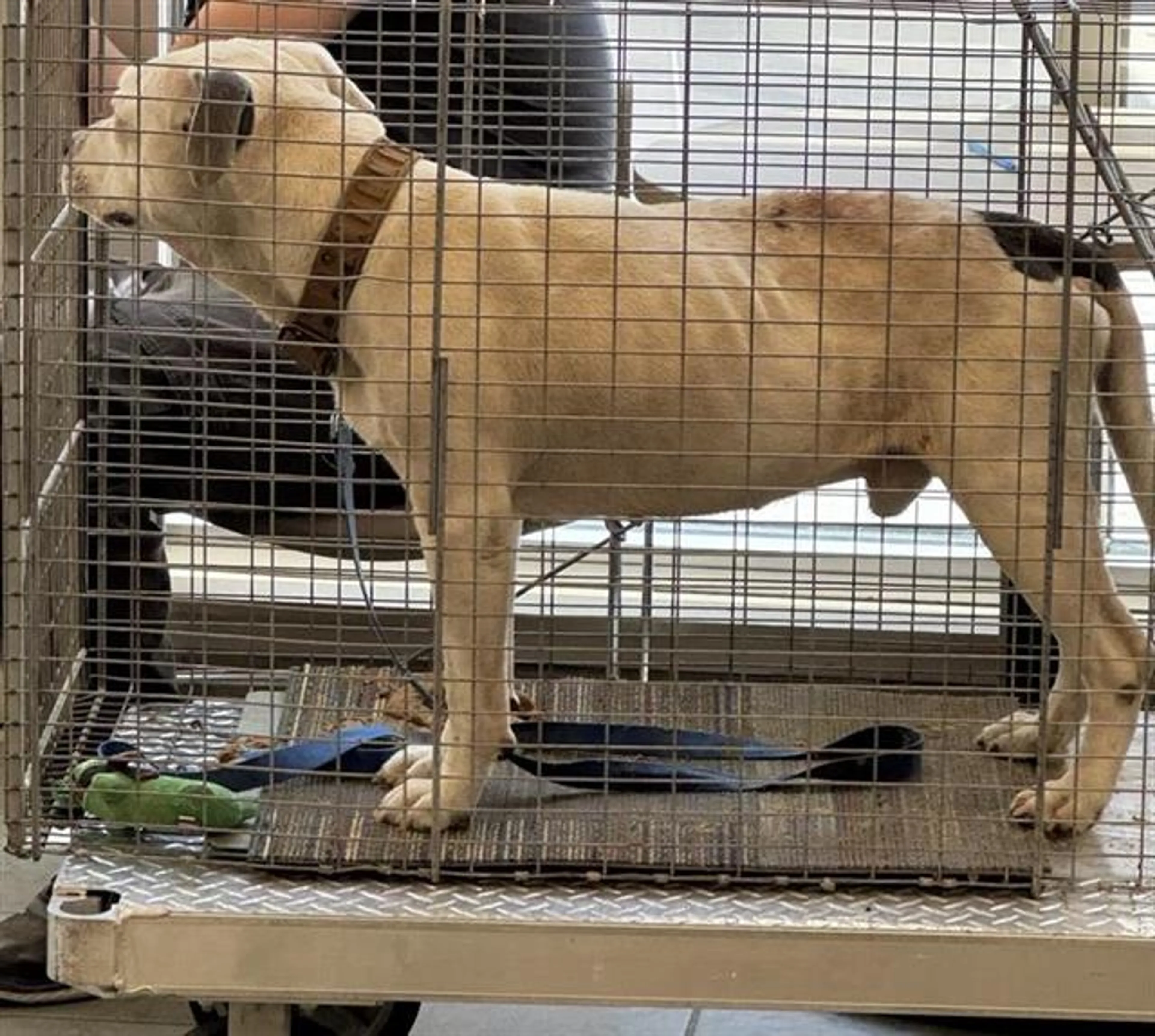 Found pet