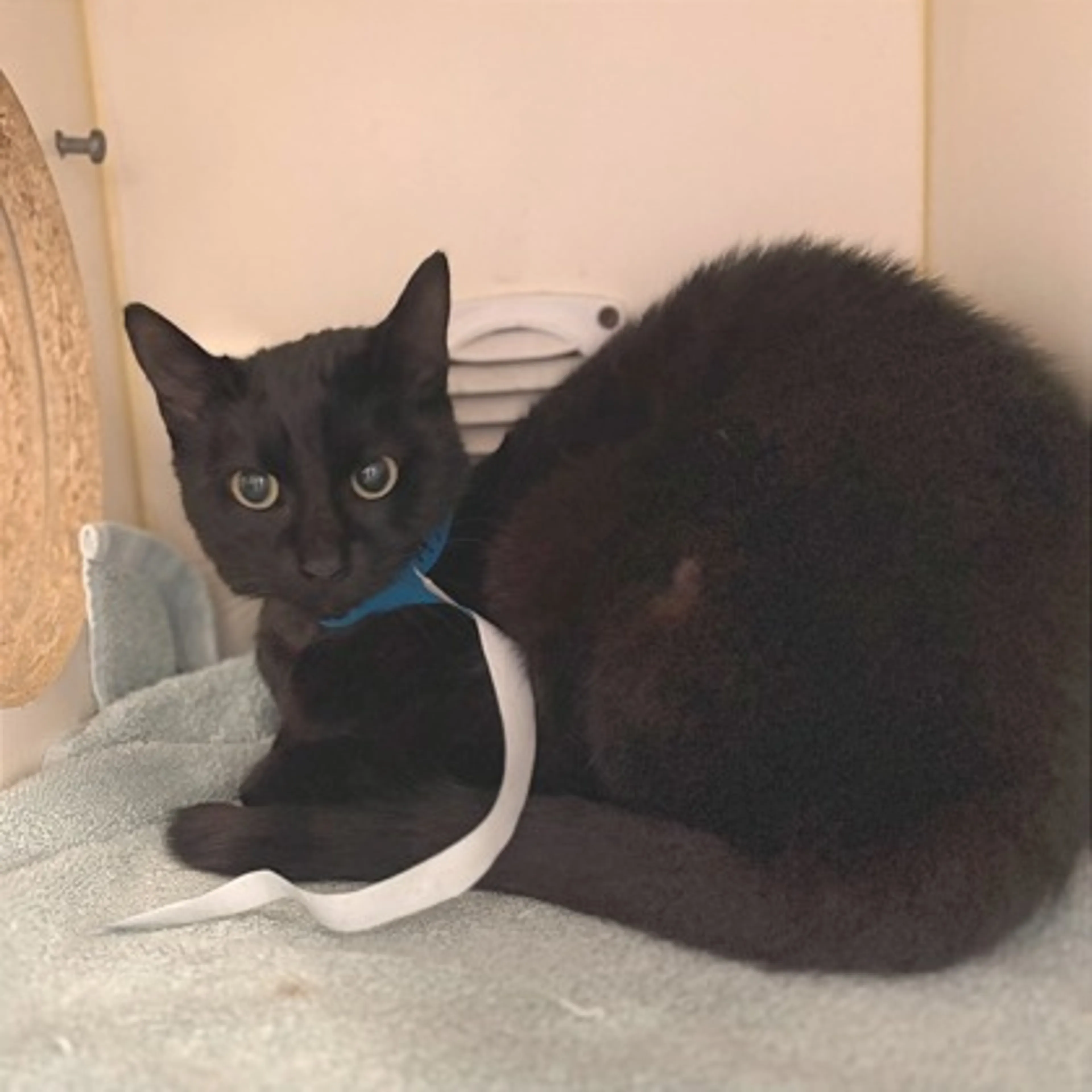 Found pet