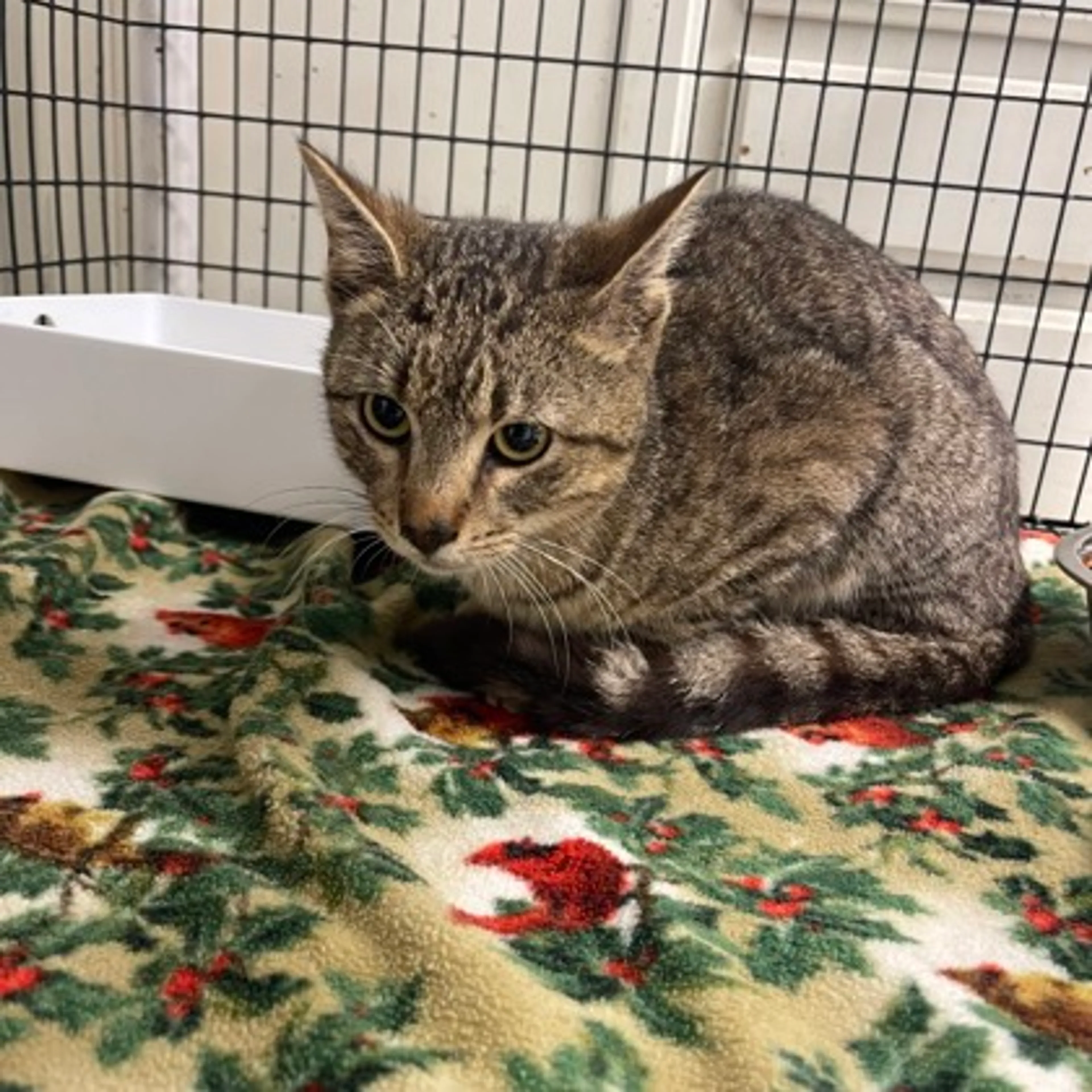 Found pet