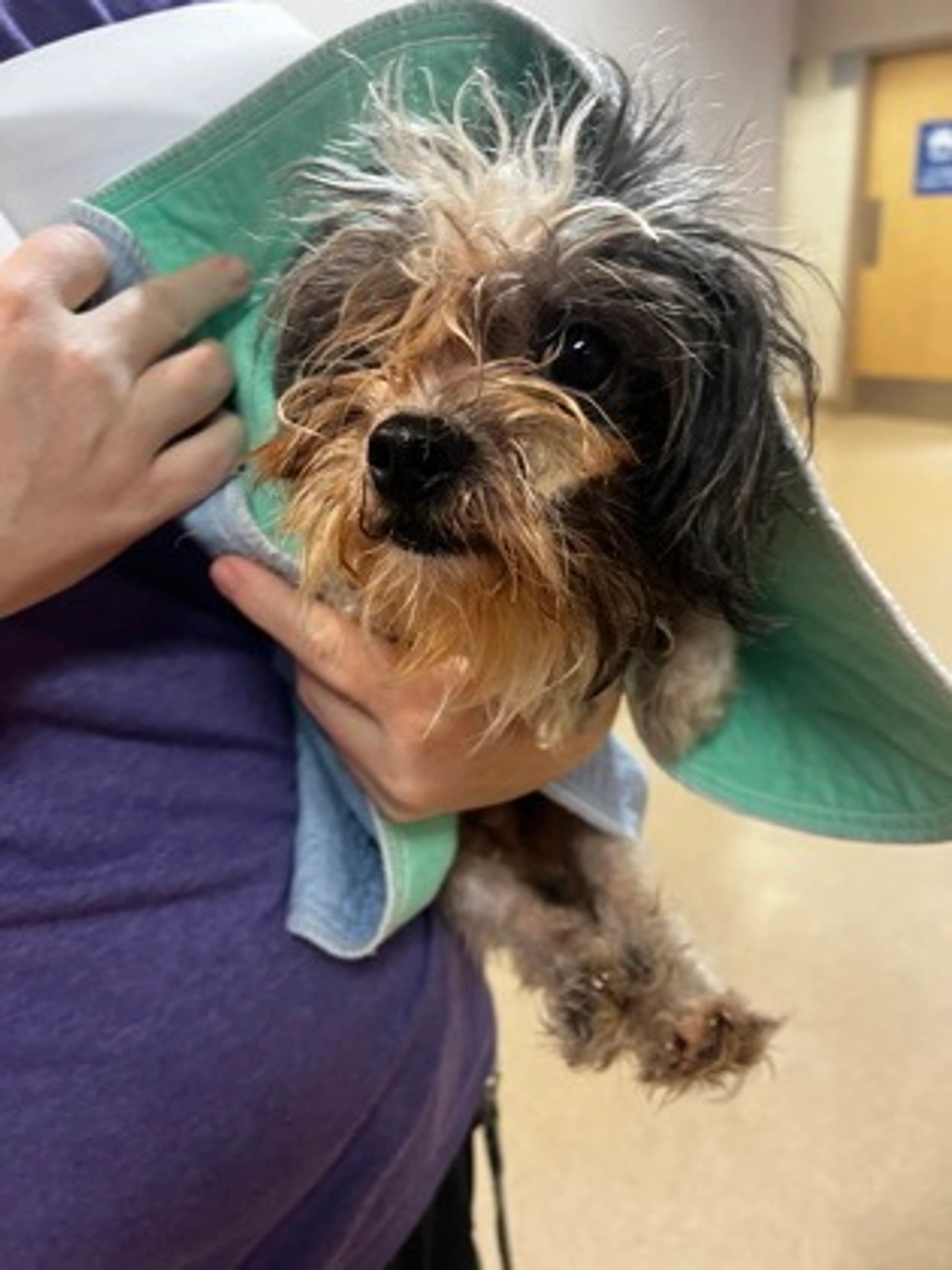 Found pet