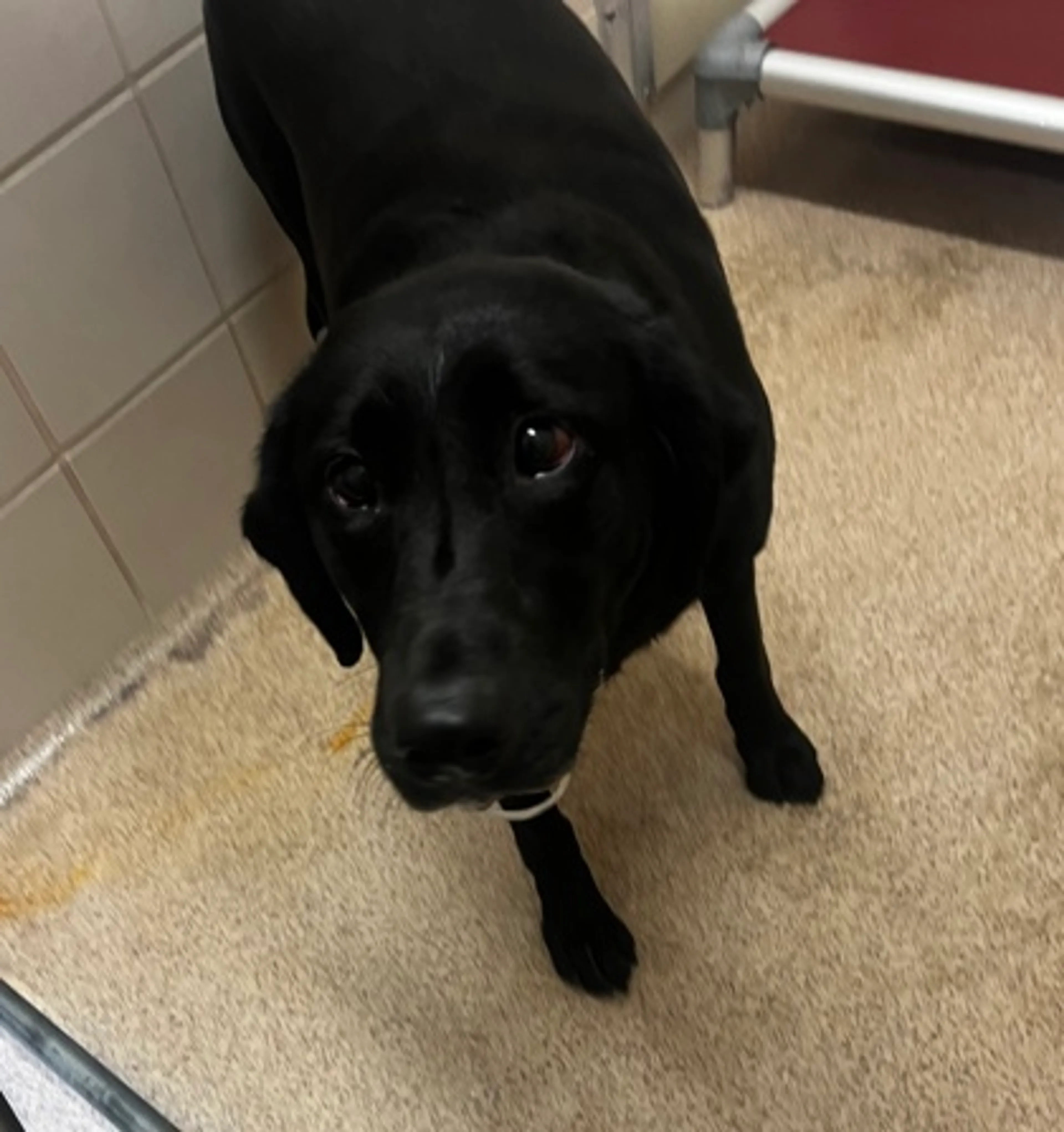 Found pet