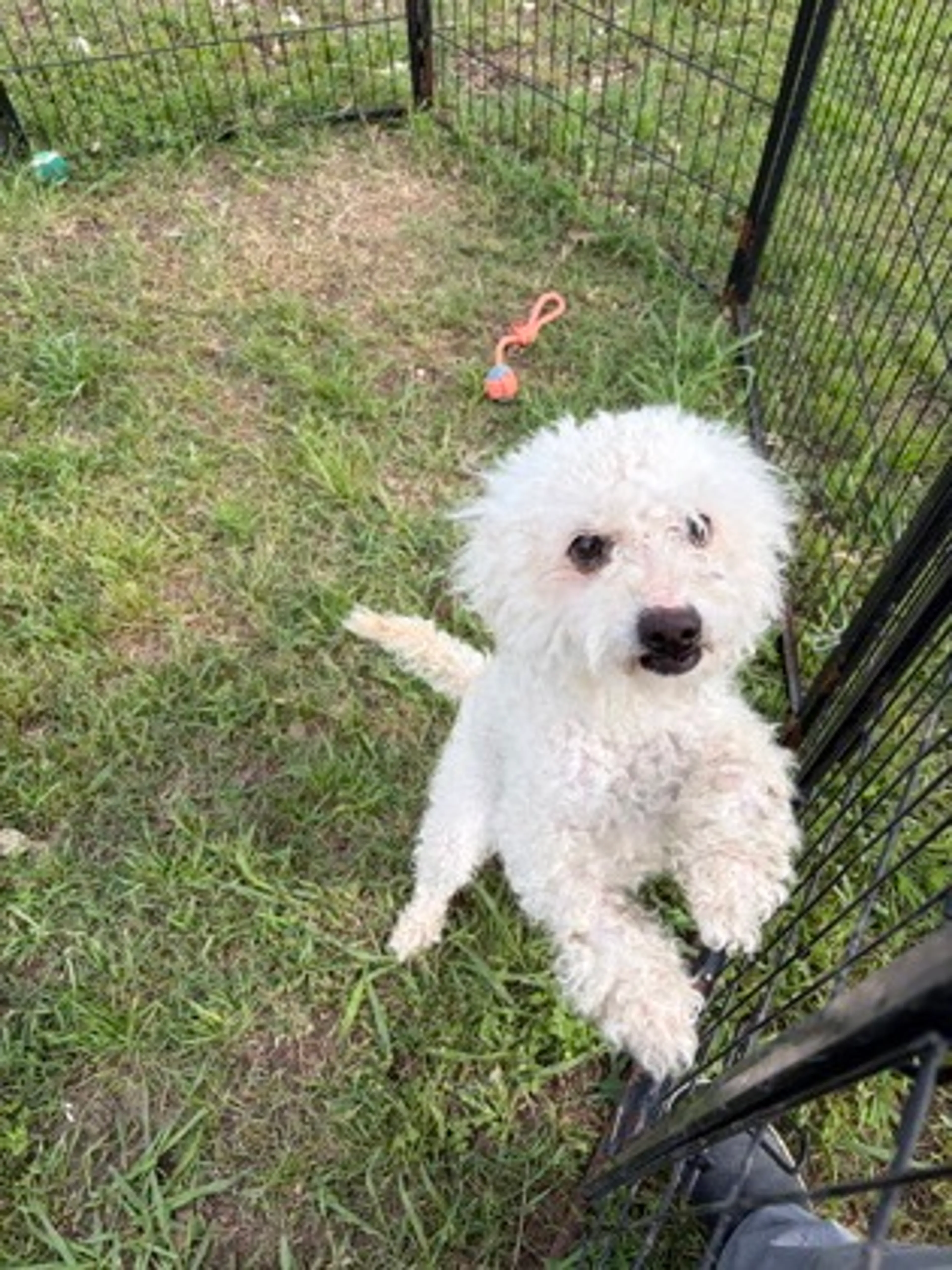 Found pet-2