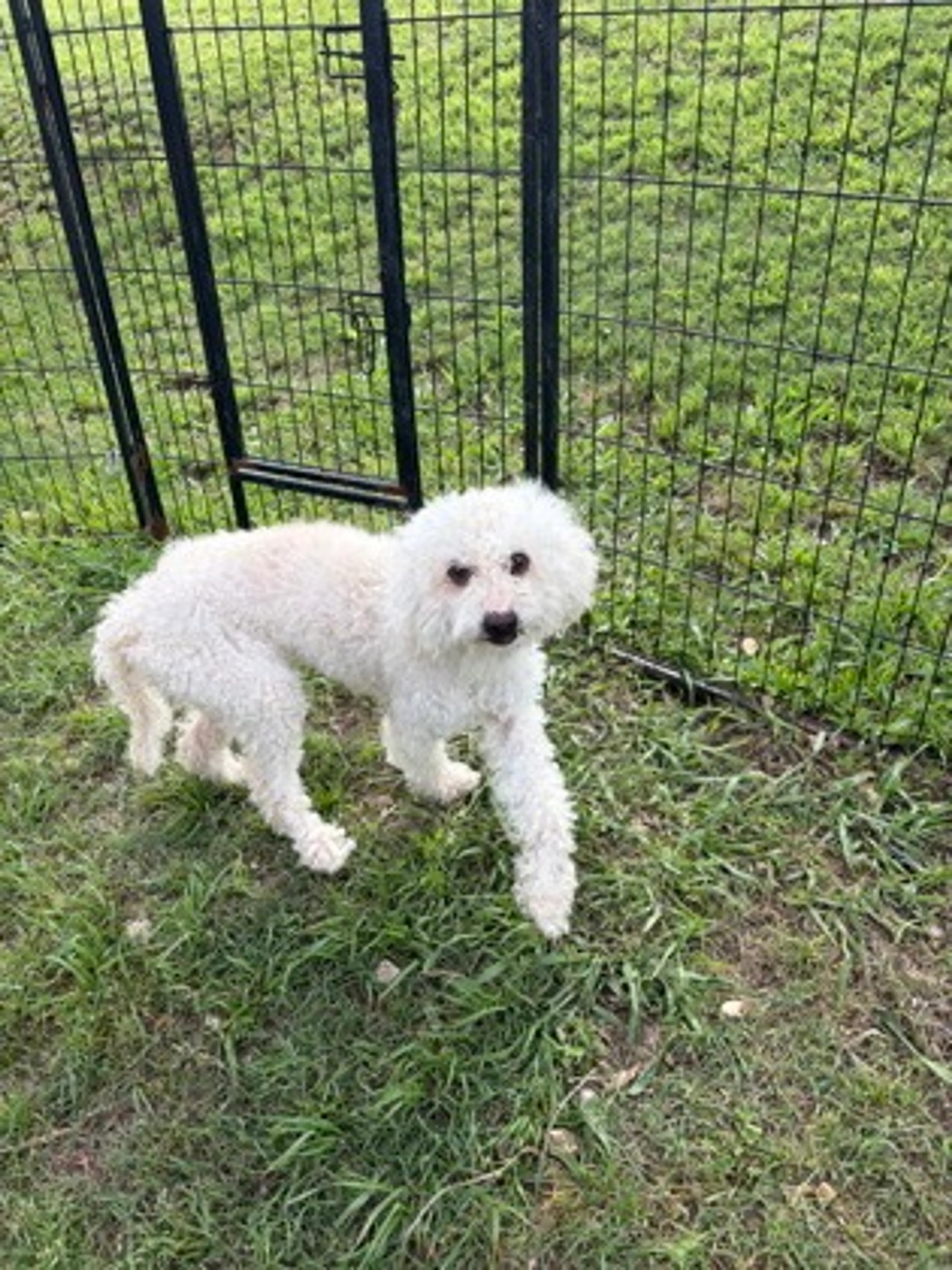 Found pet-1