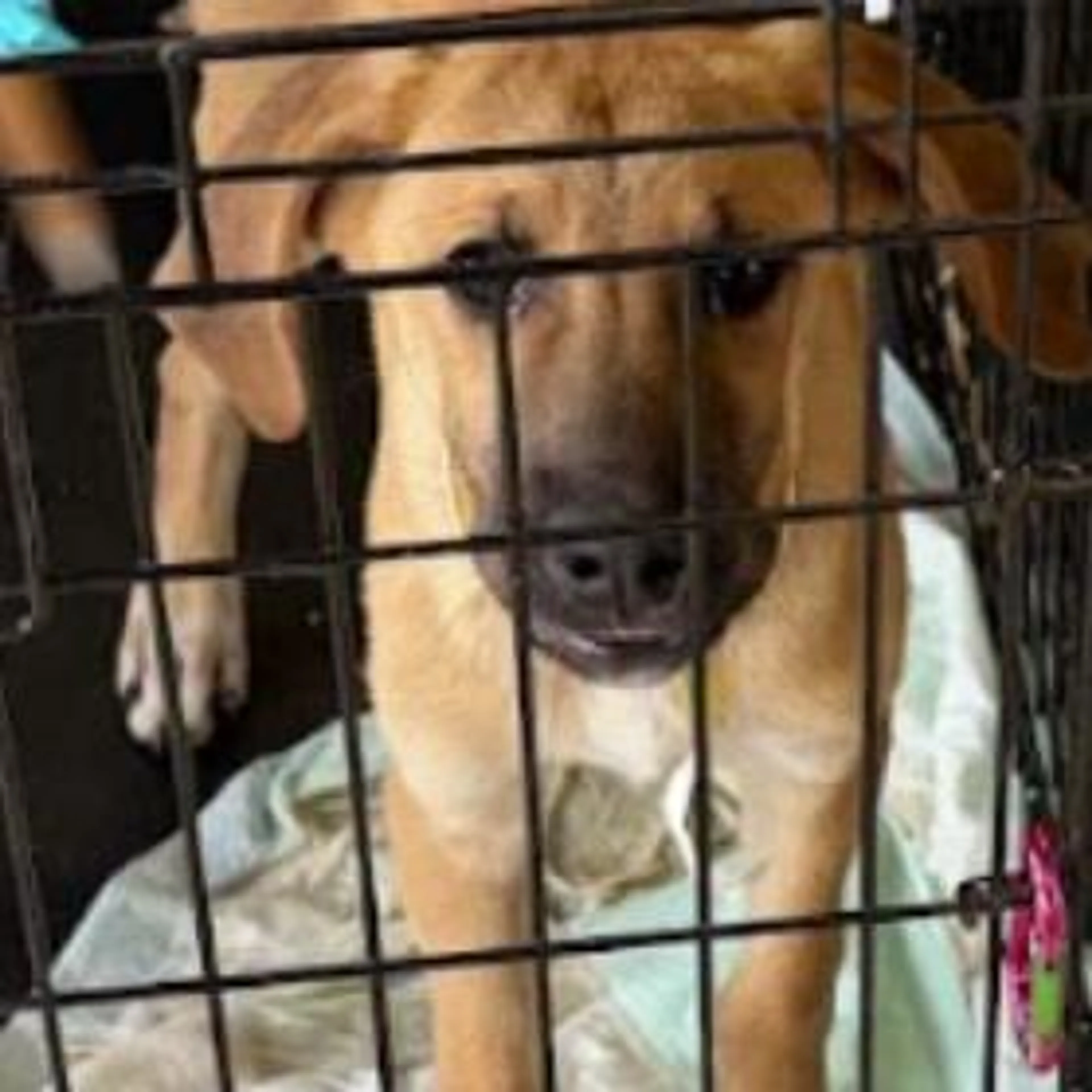 Found pet