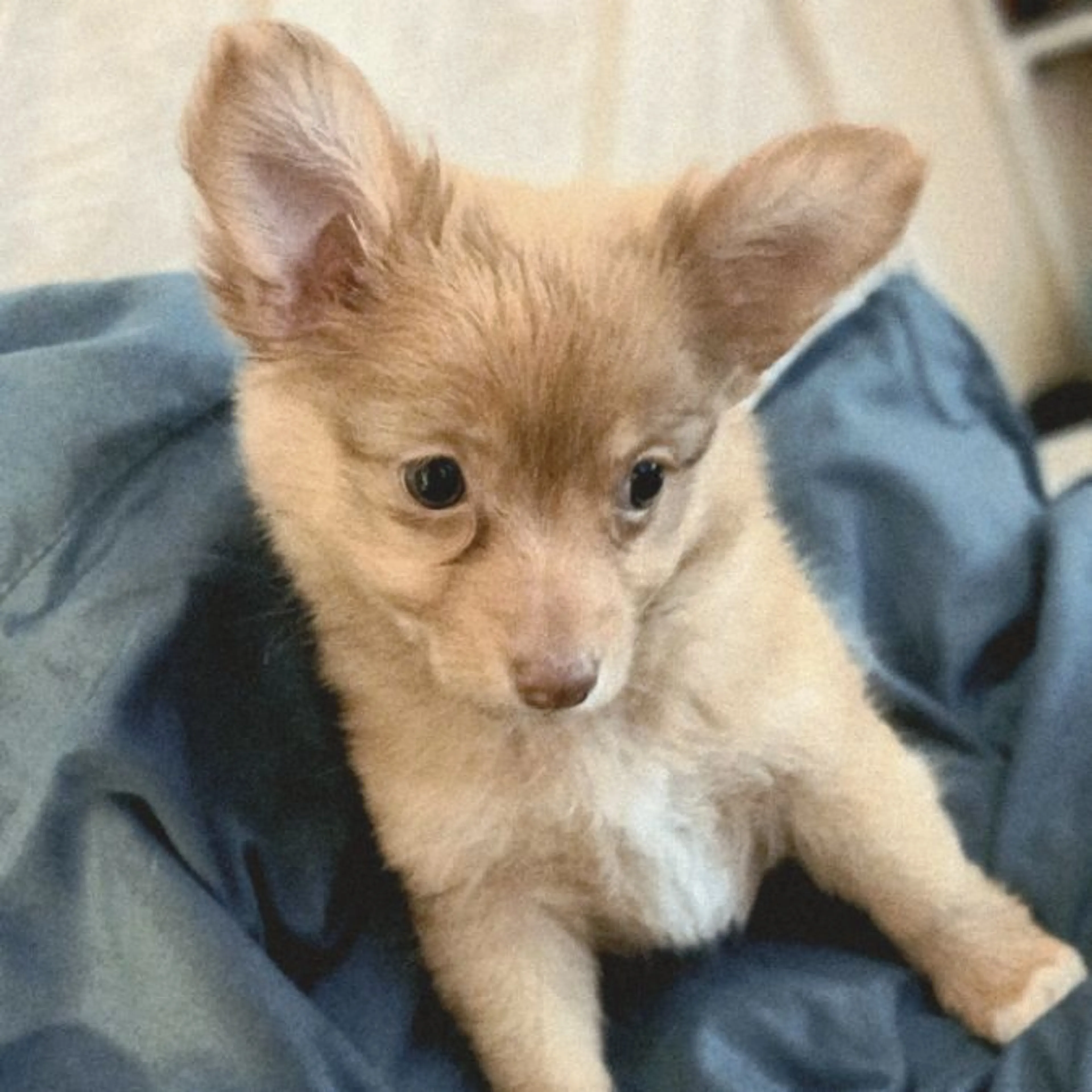 Lost pet