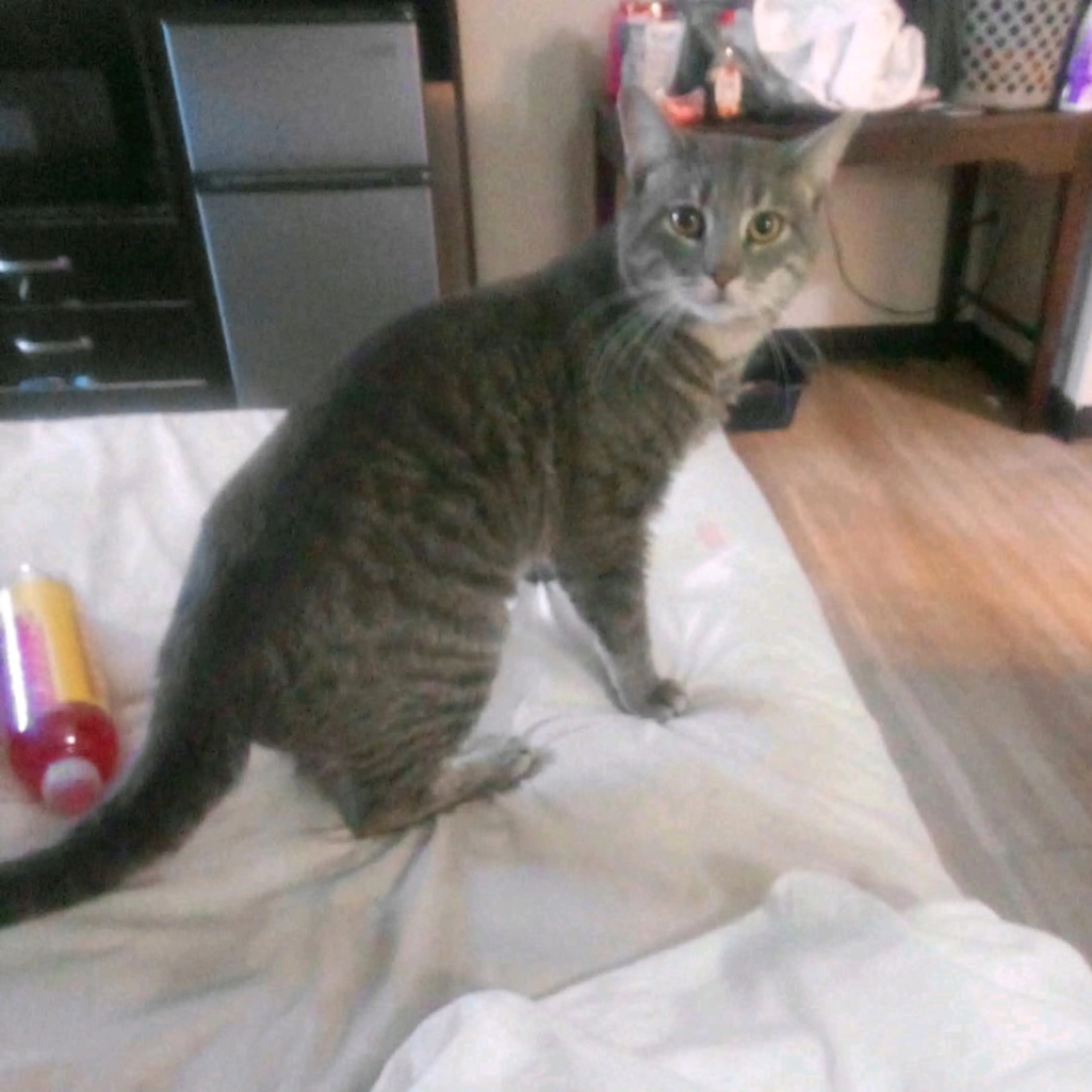 Lost pet