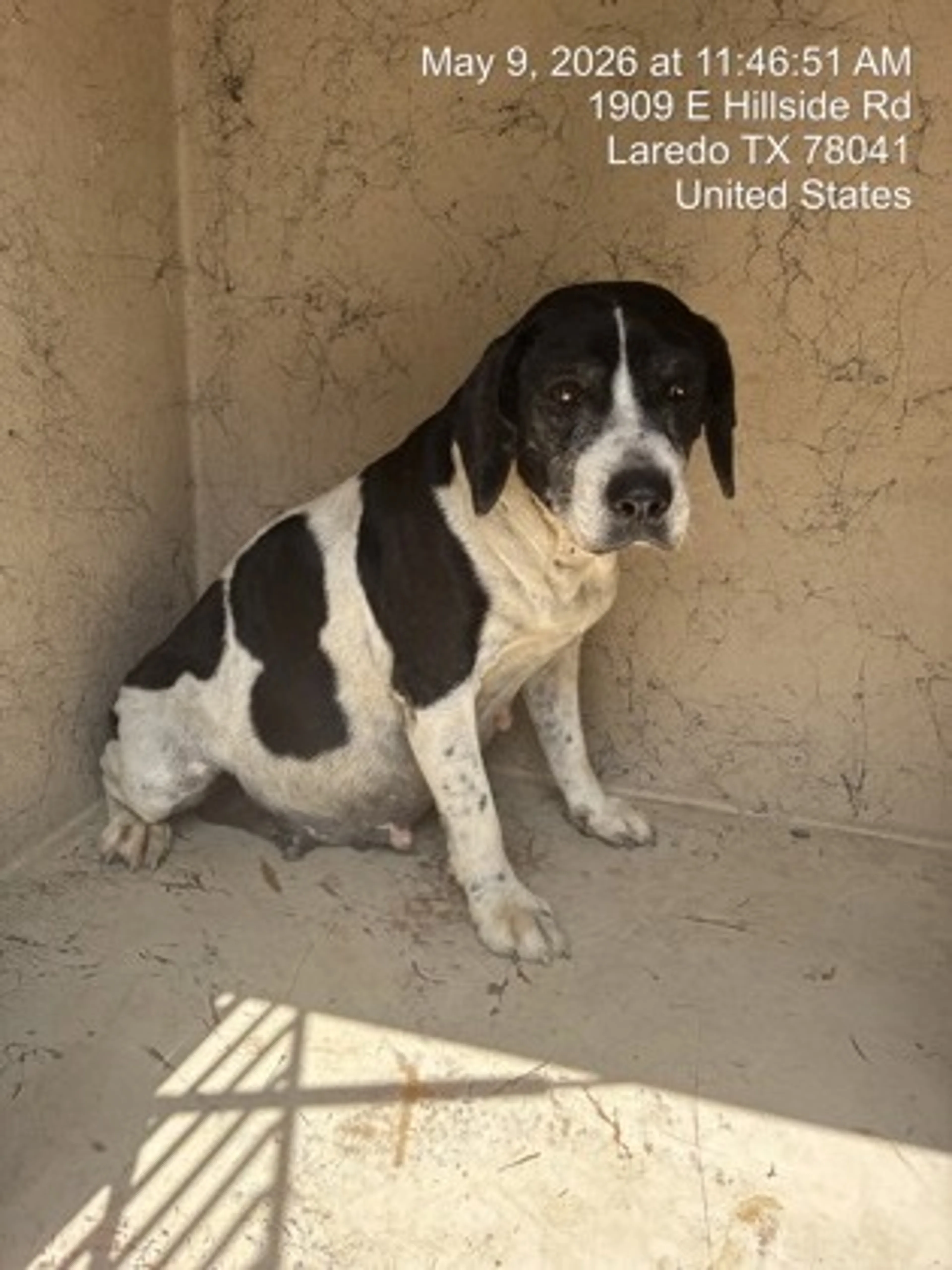 Found pet