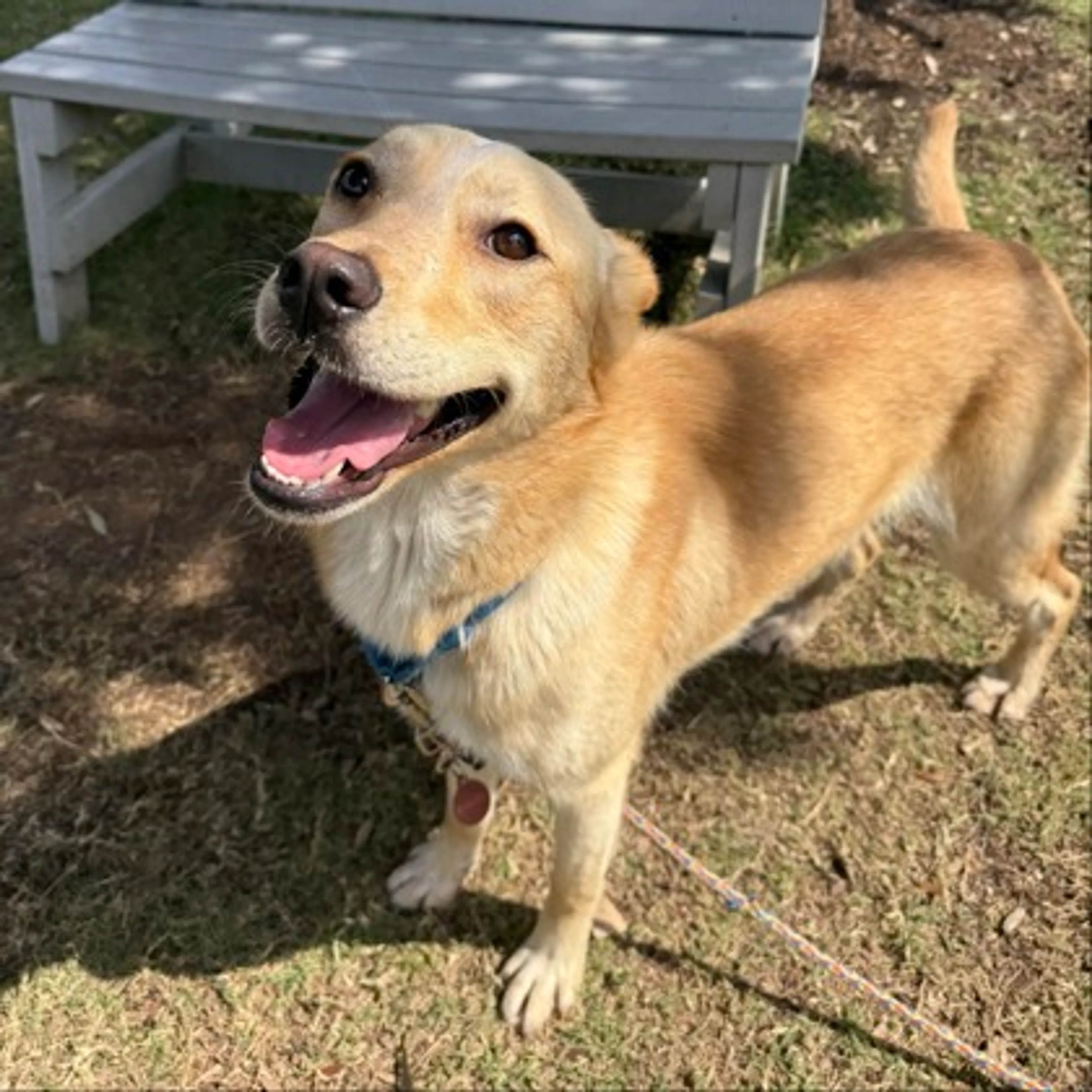 Found pet-1