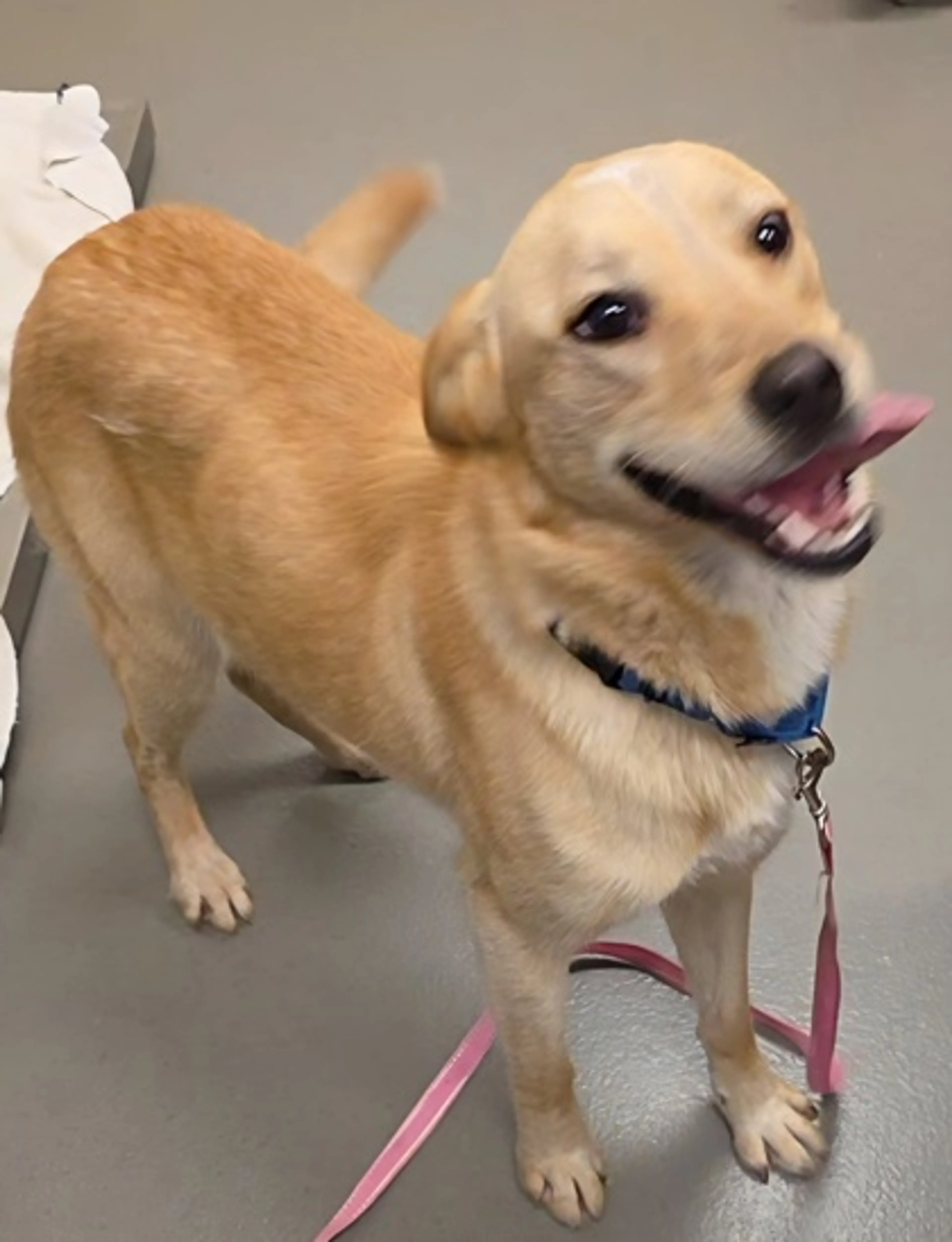 Found pet