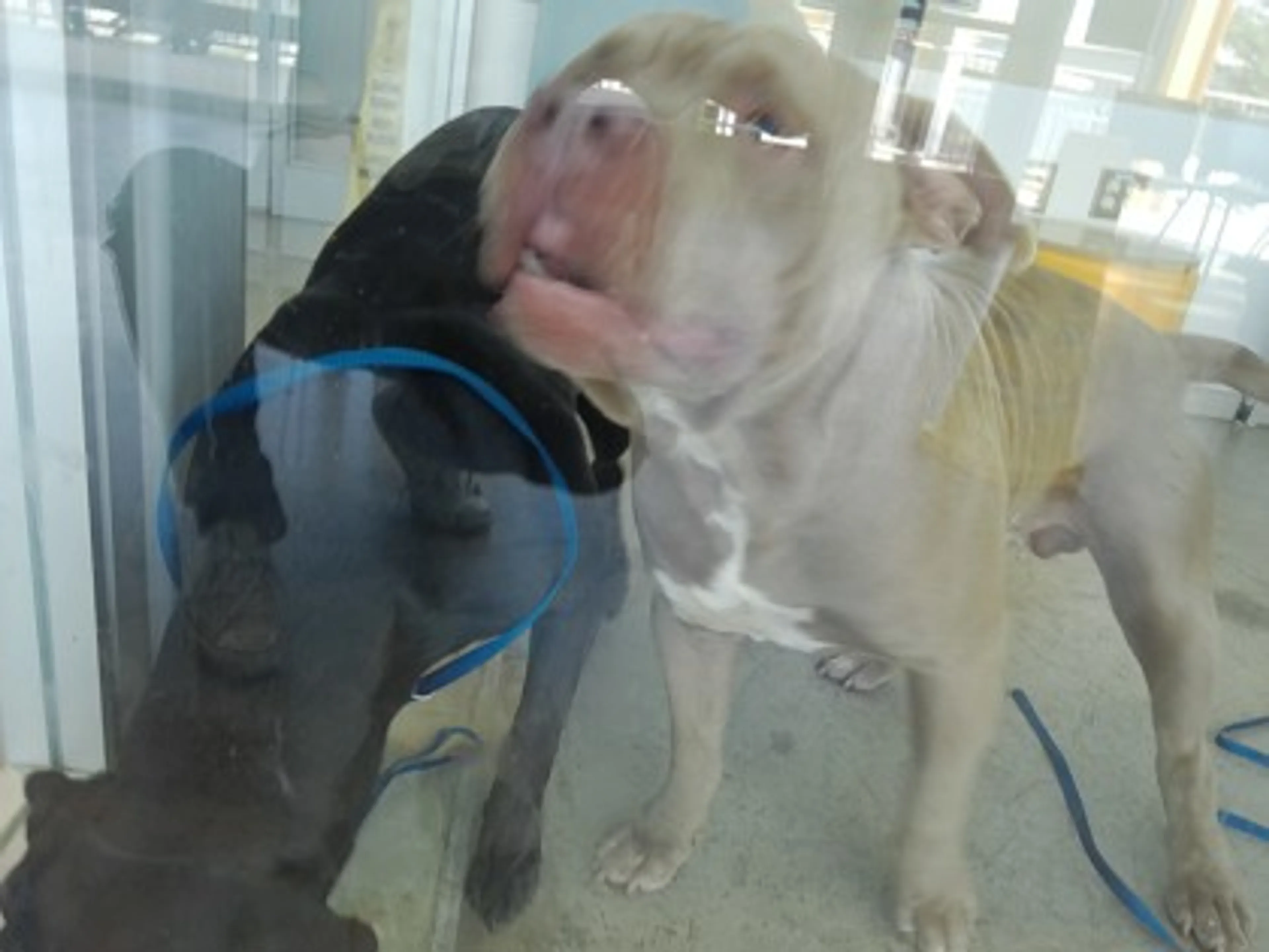 Found pet-1
