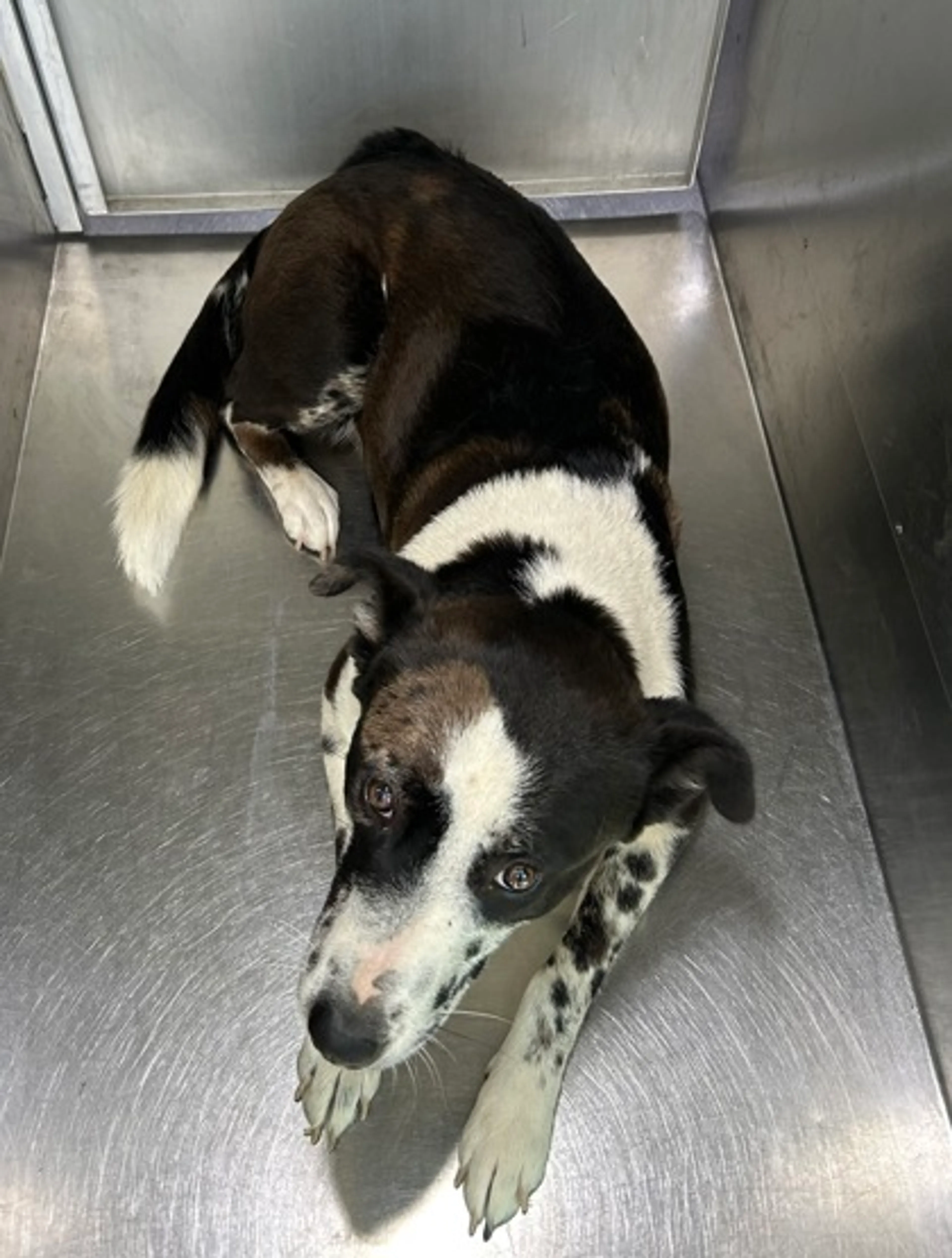 Found pet