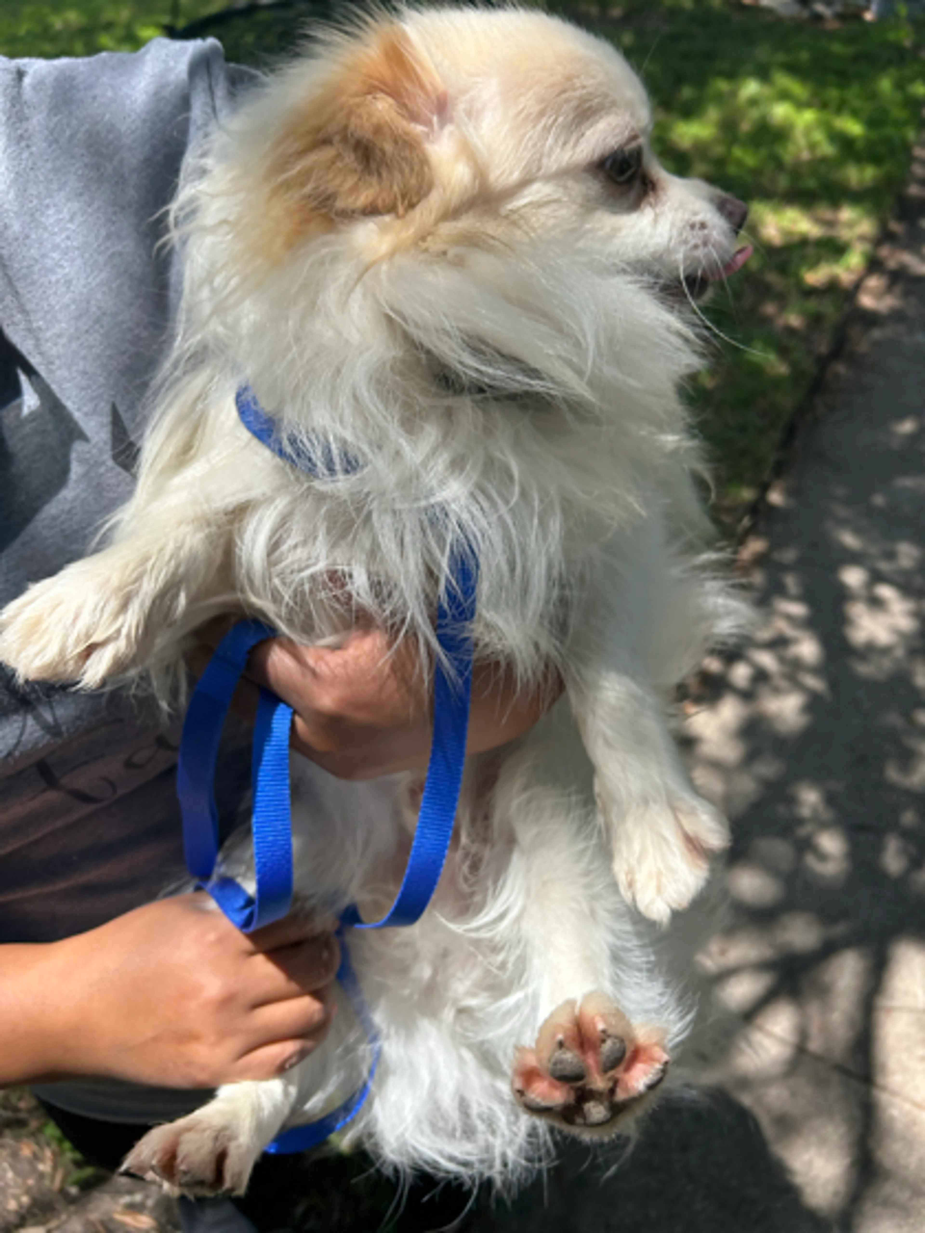 Found pet