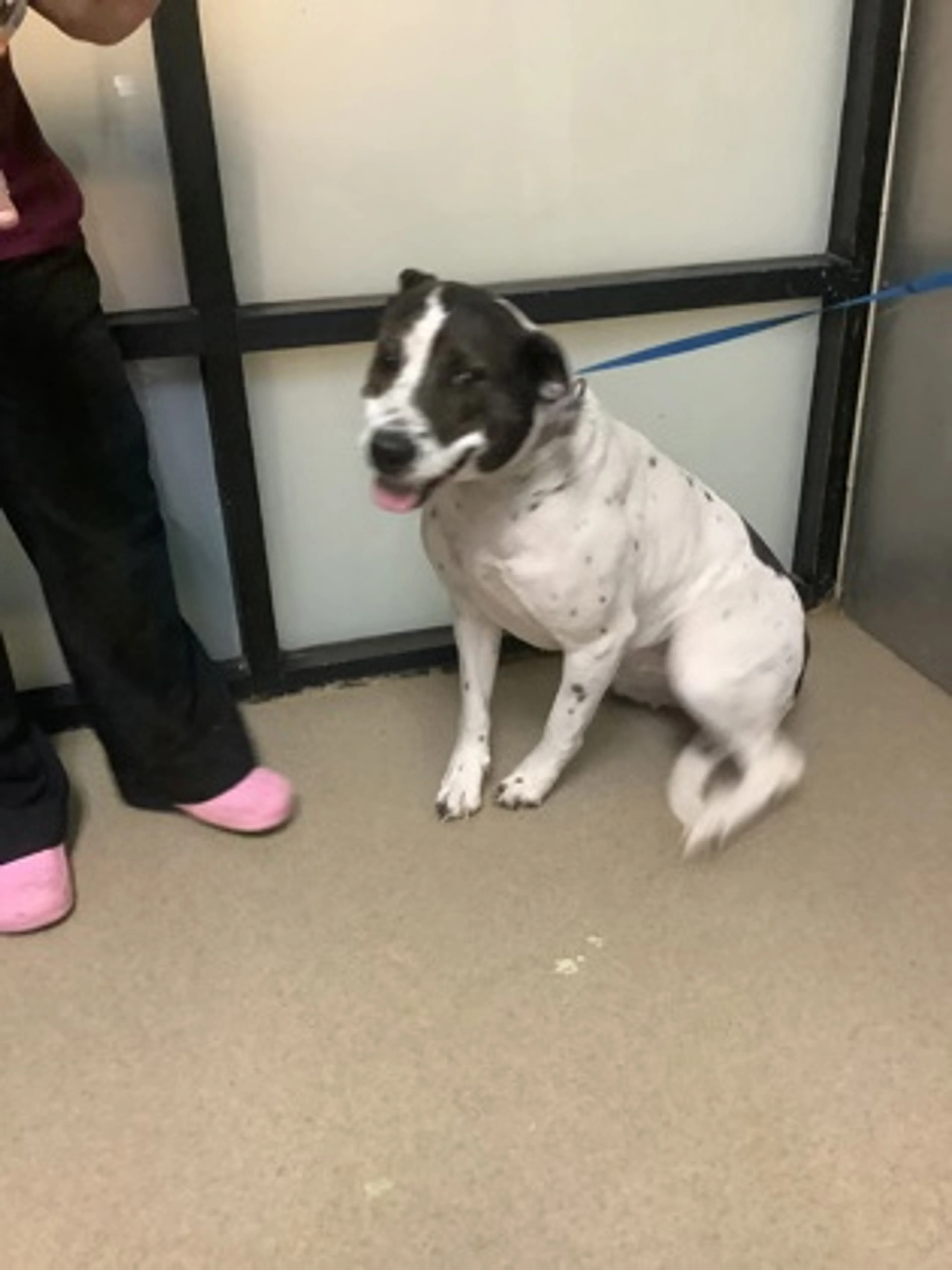 Found pet-0
