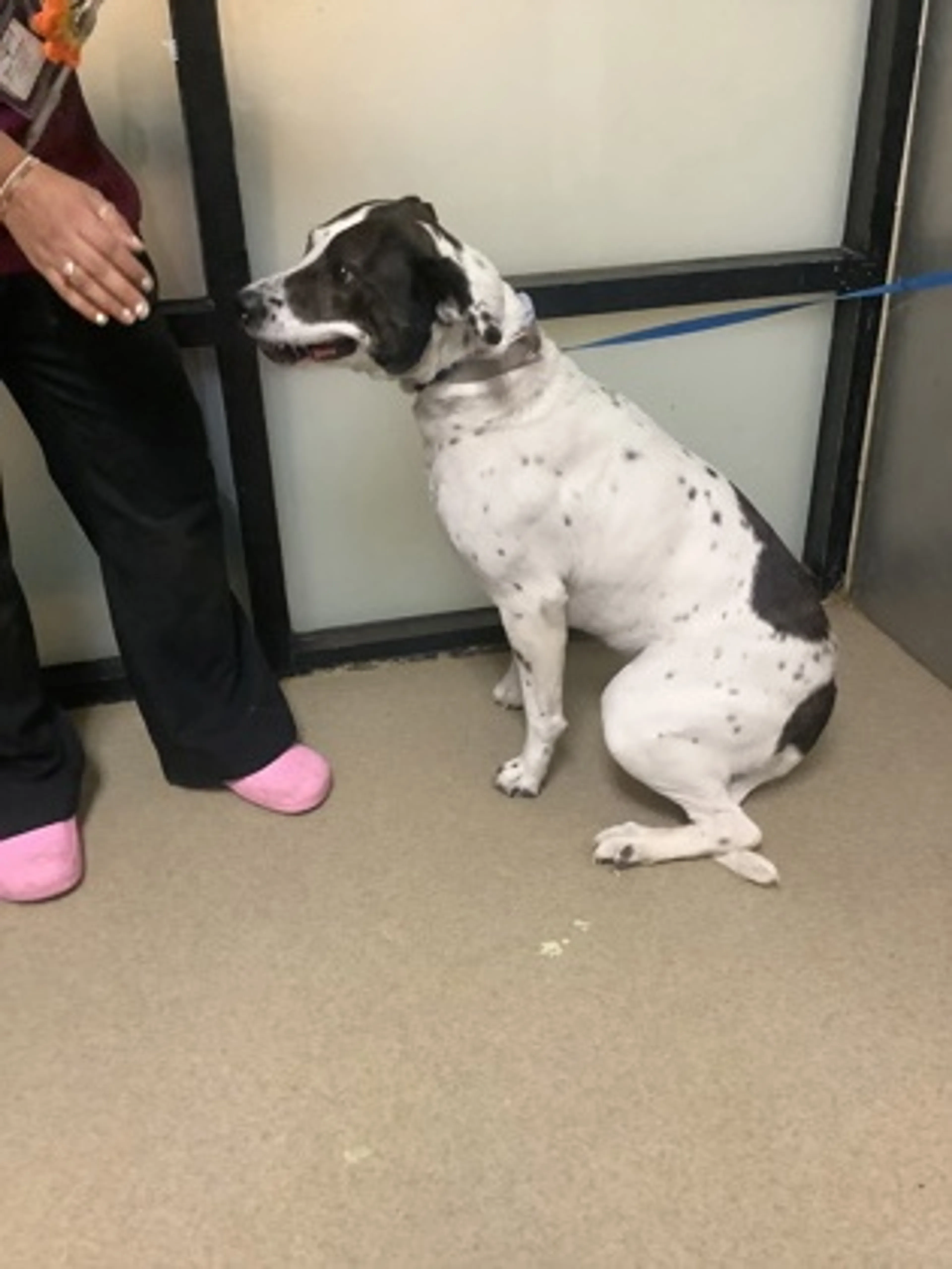 Found pet-1
