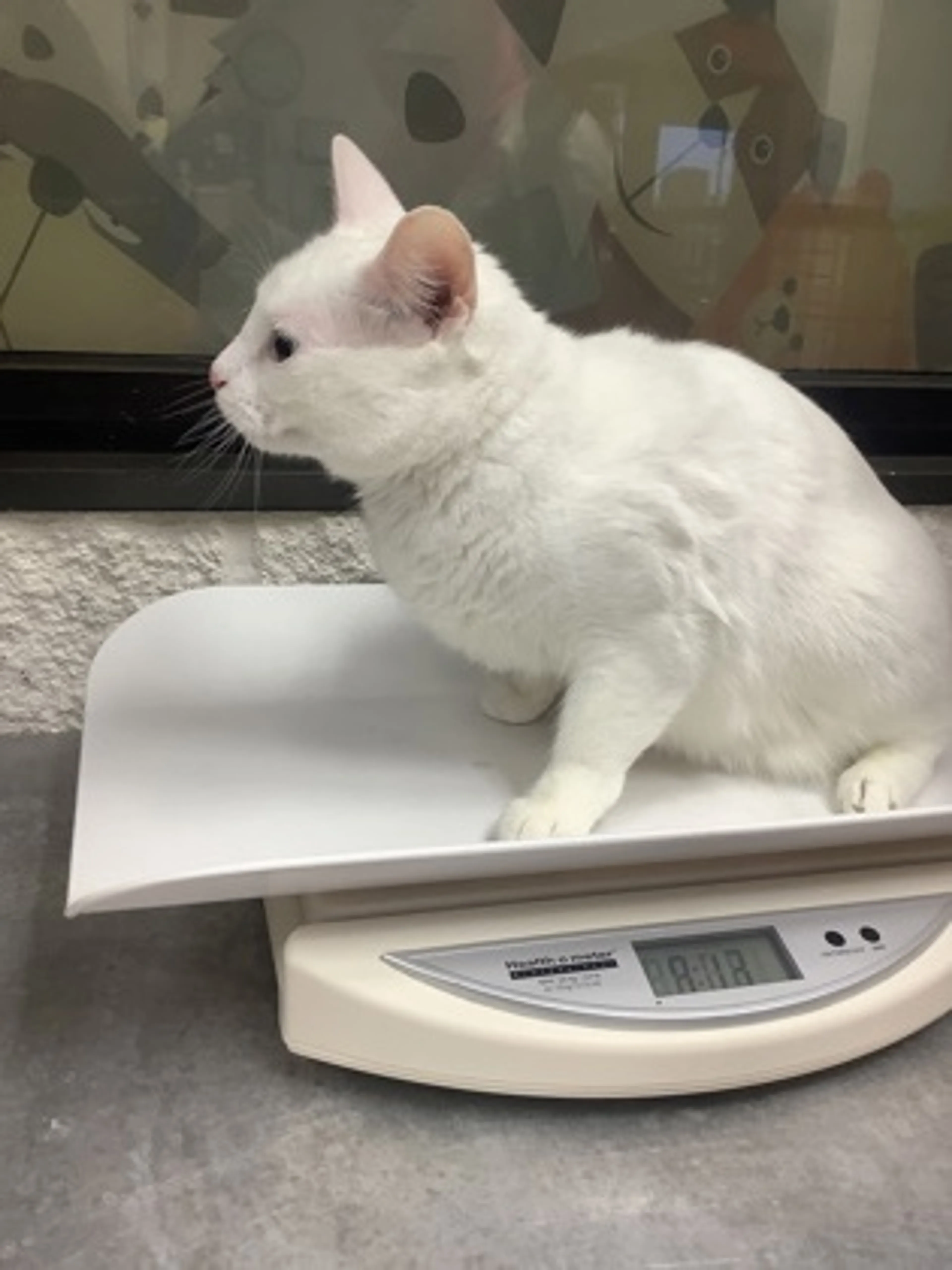 Found pet-1