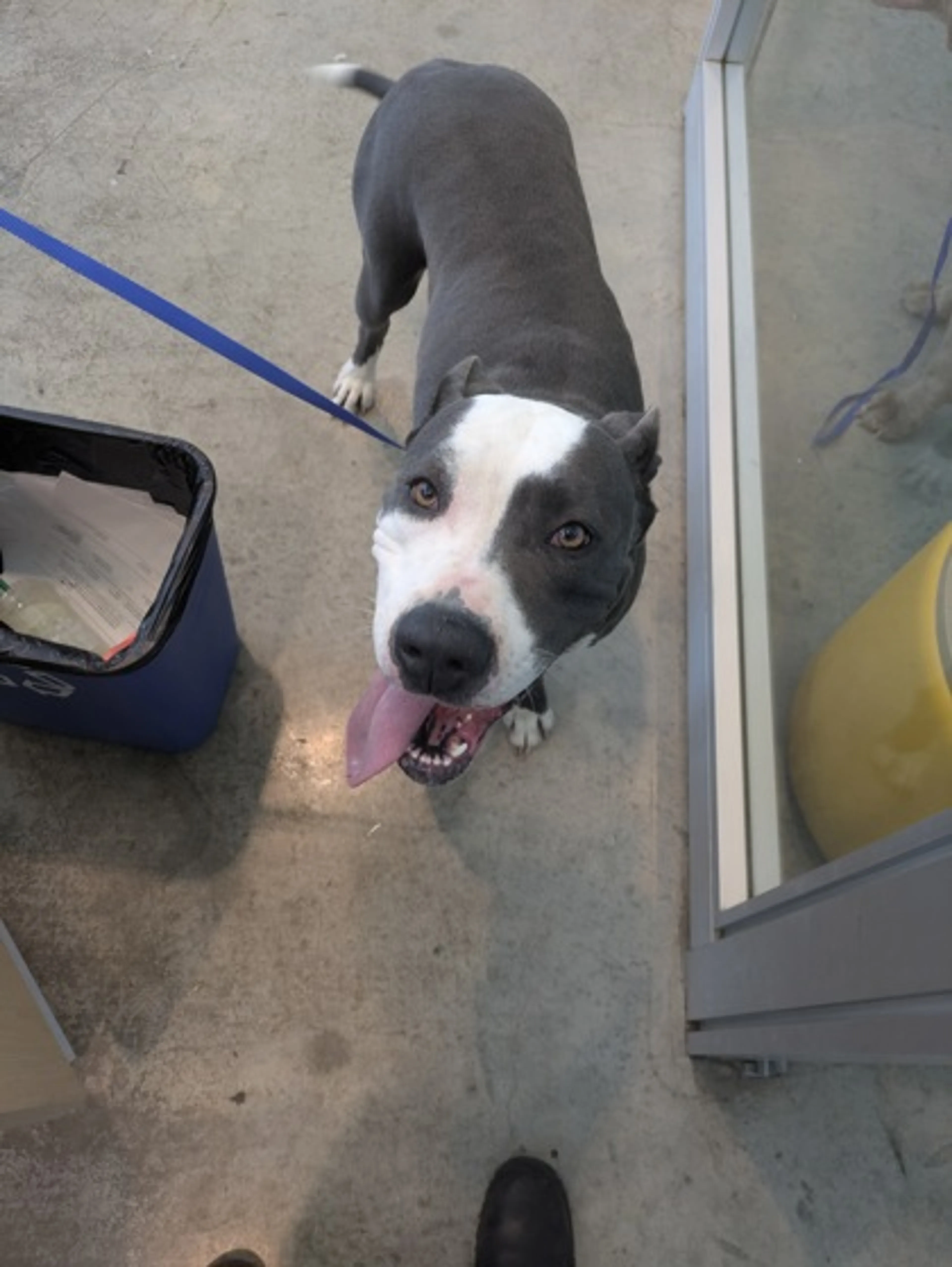 Found pet