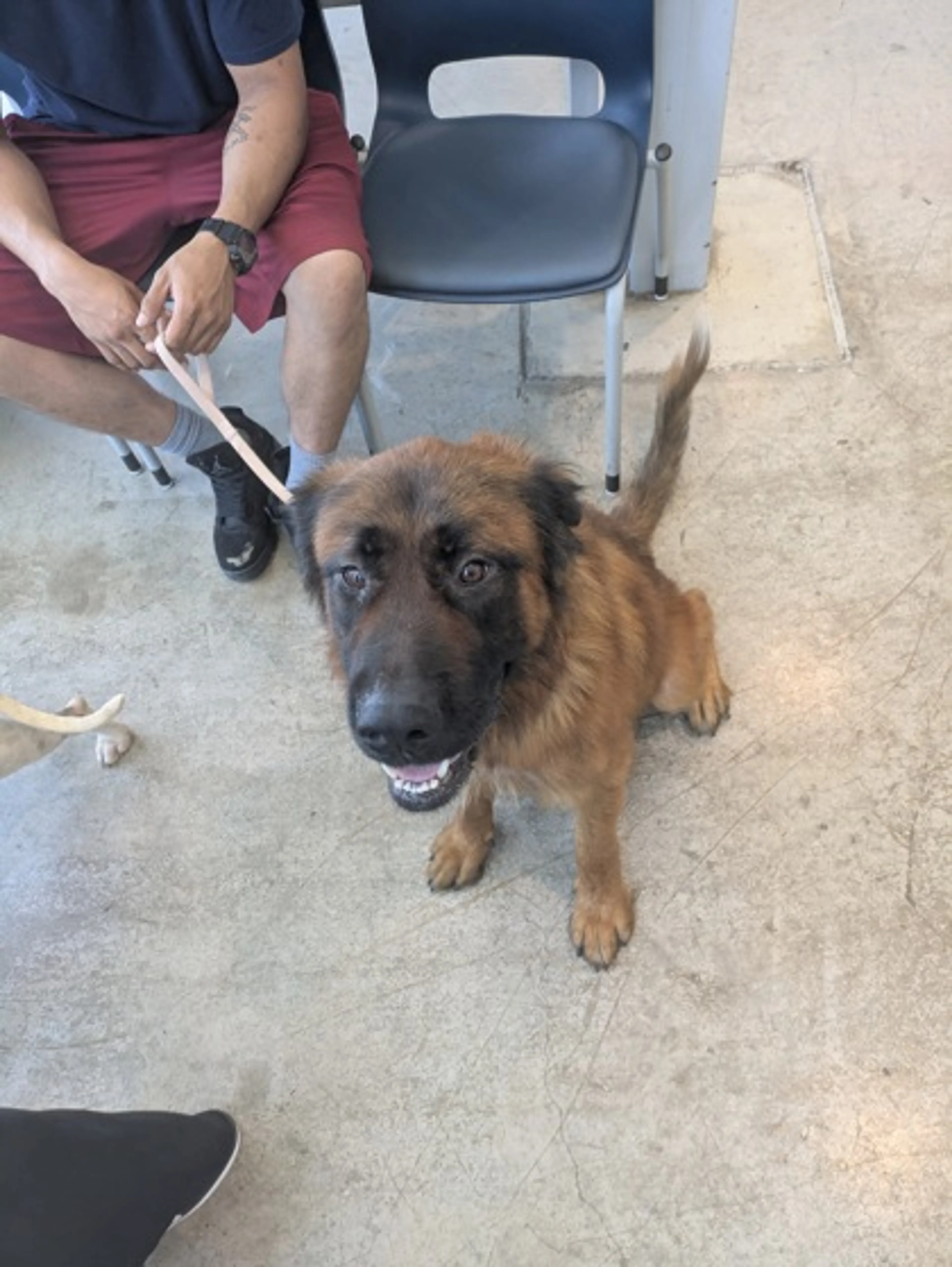 Found pet