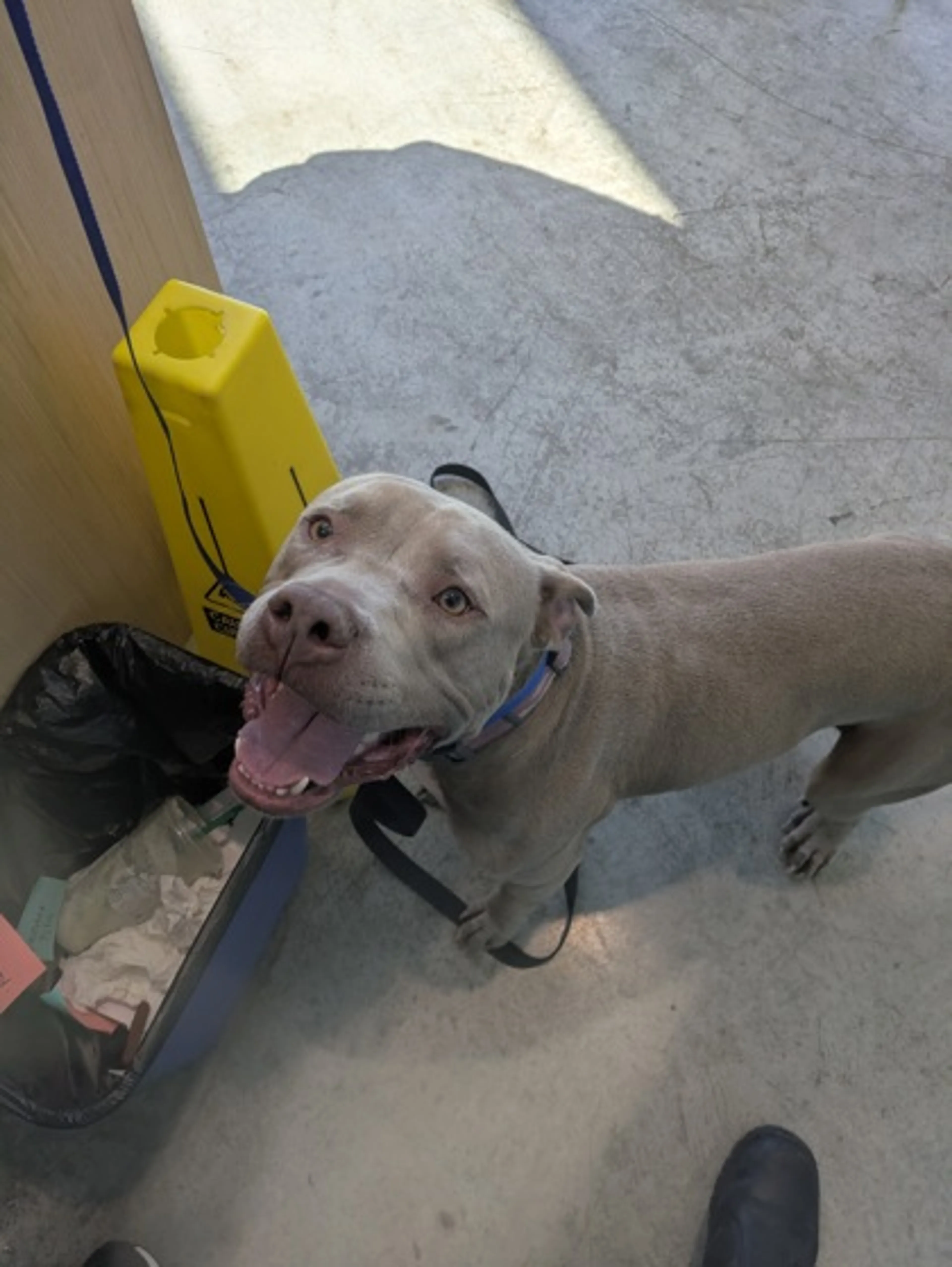 Found pet