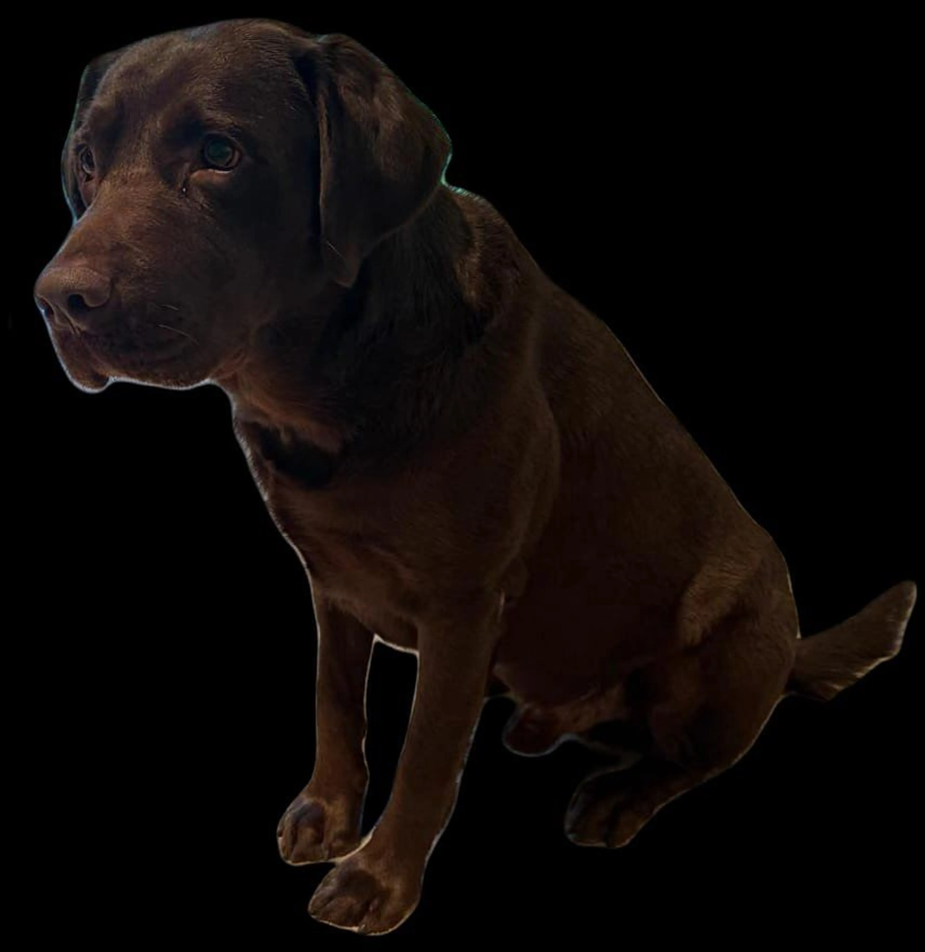 Lost pet