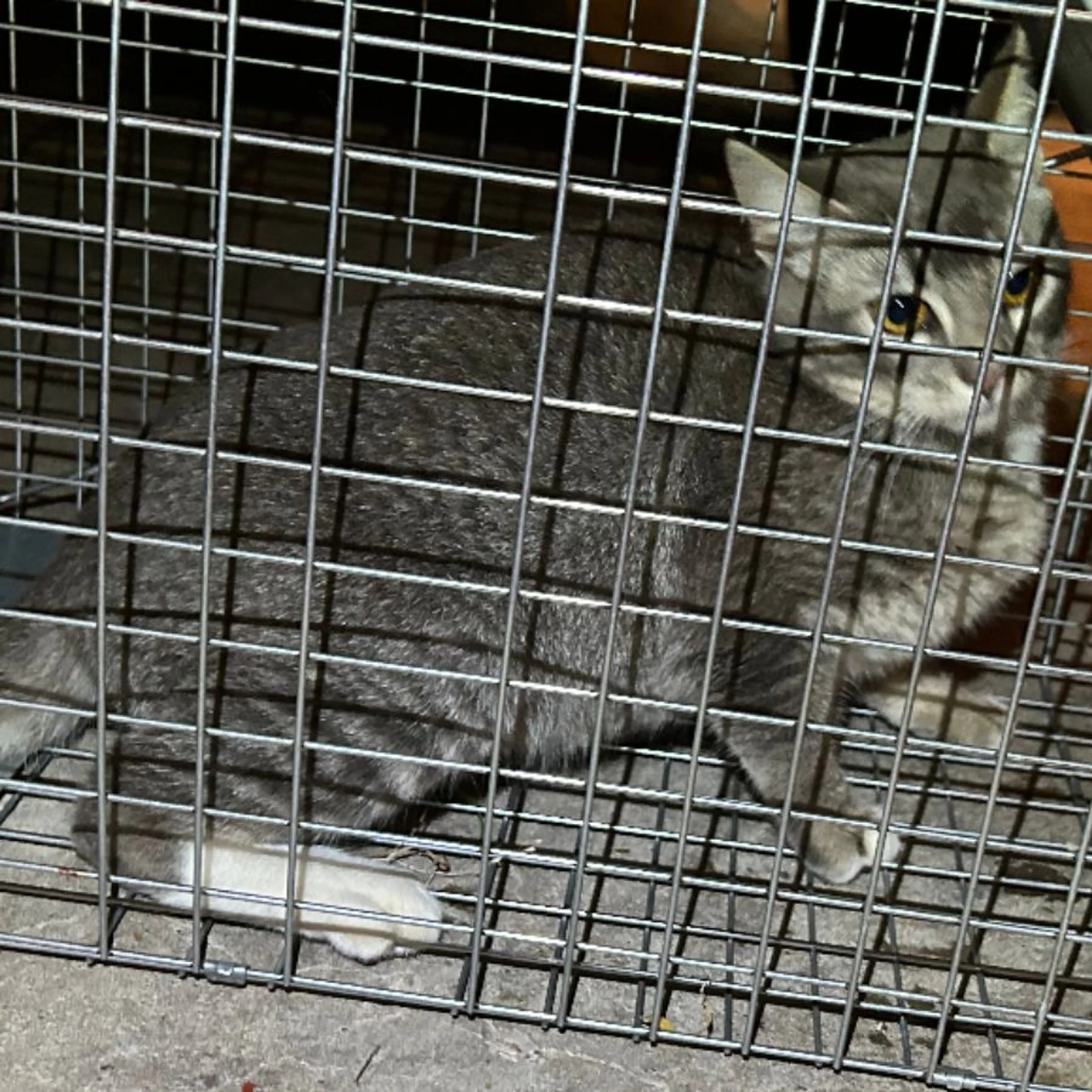 Found pet