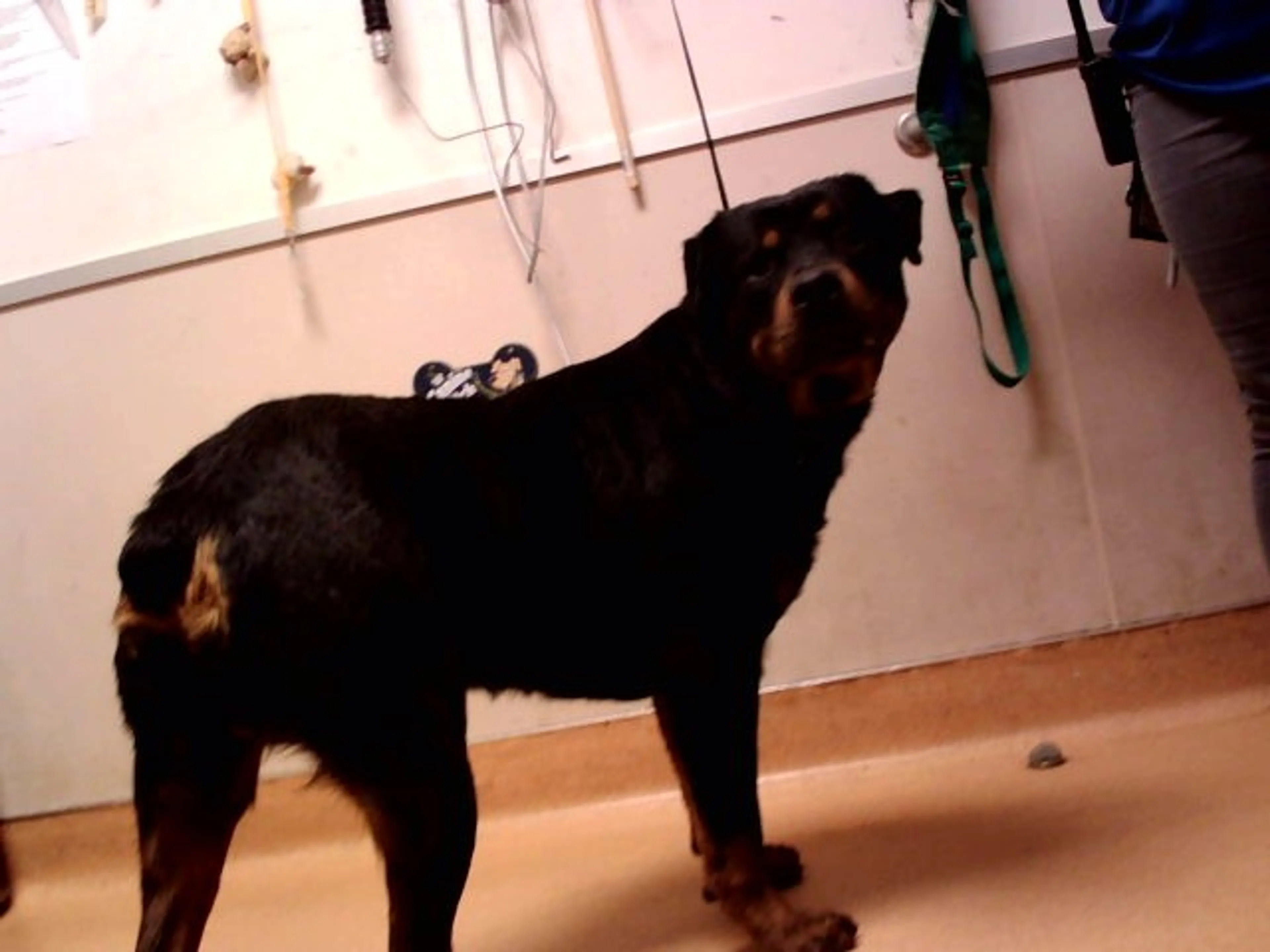 Found pet
