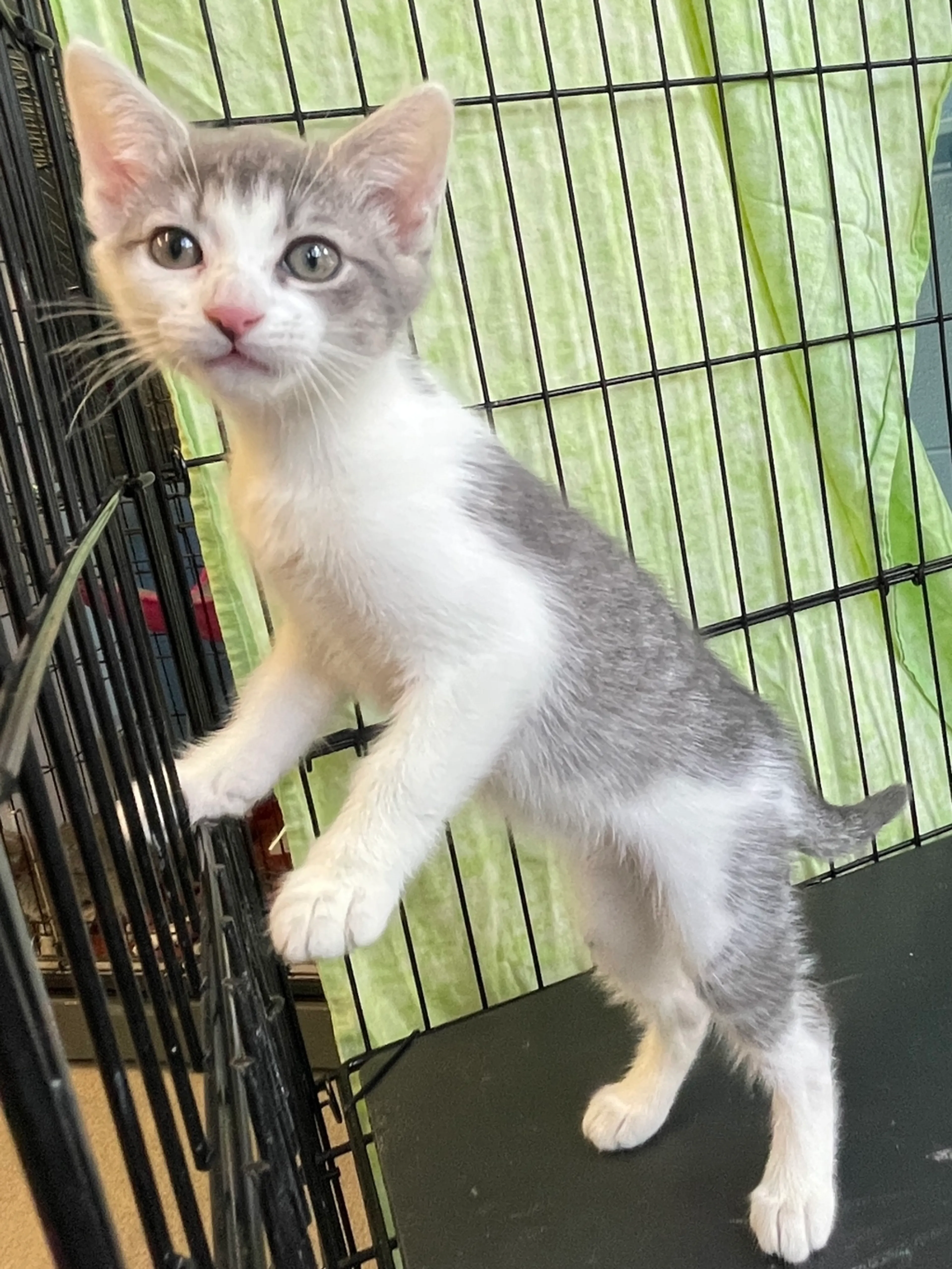 Found pet-2