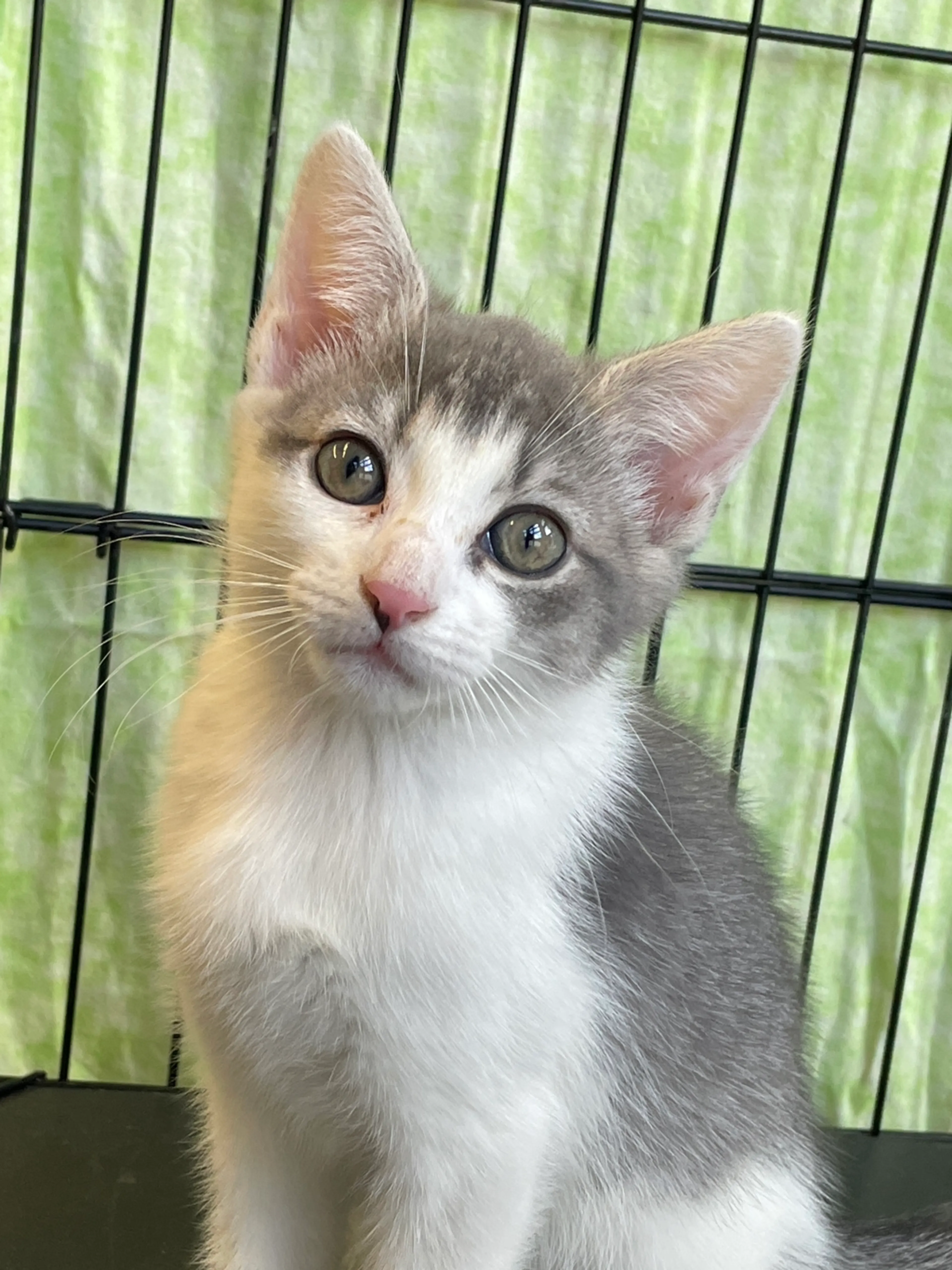 Found pet-1