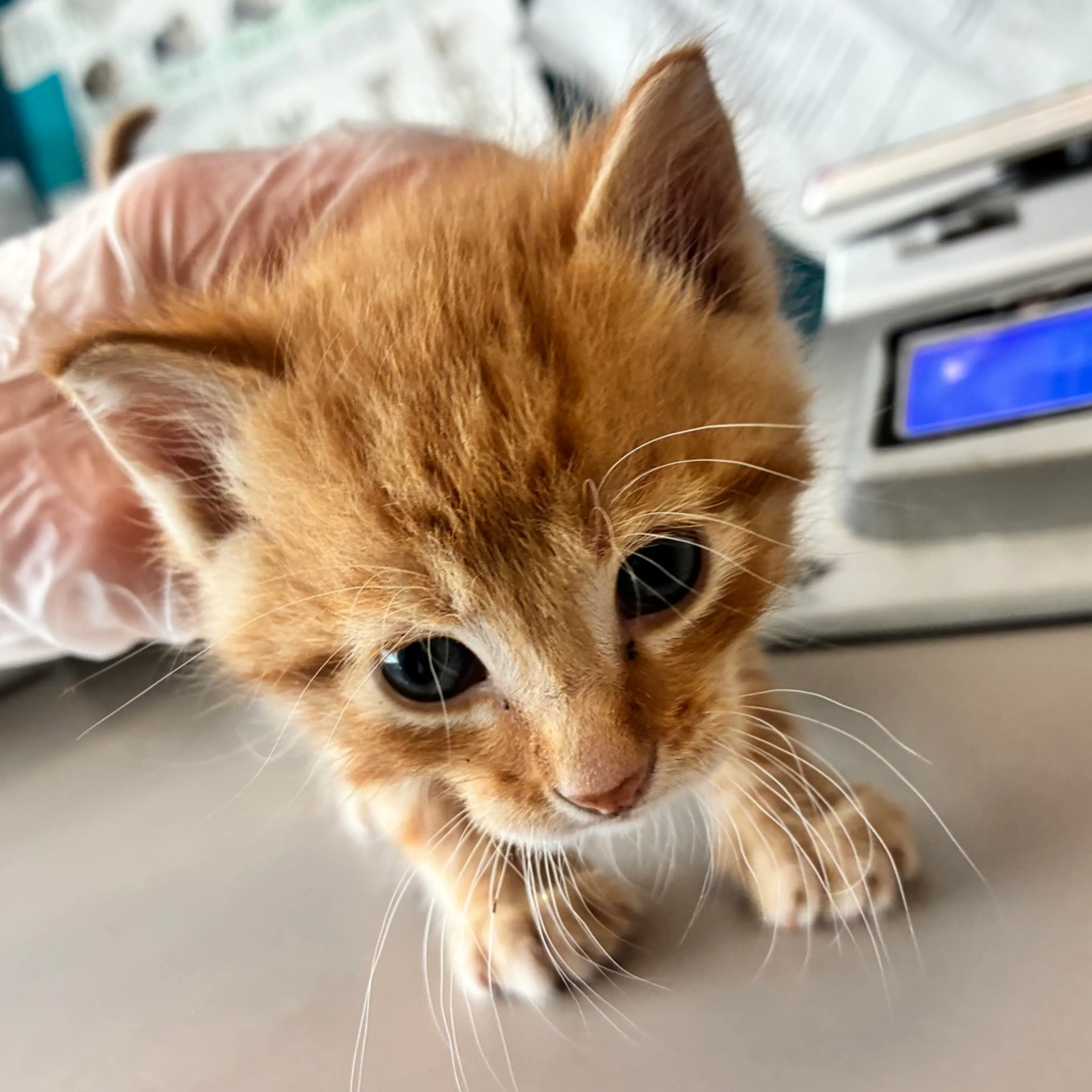 Found pet