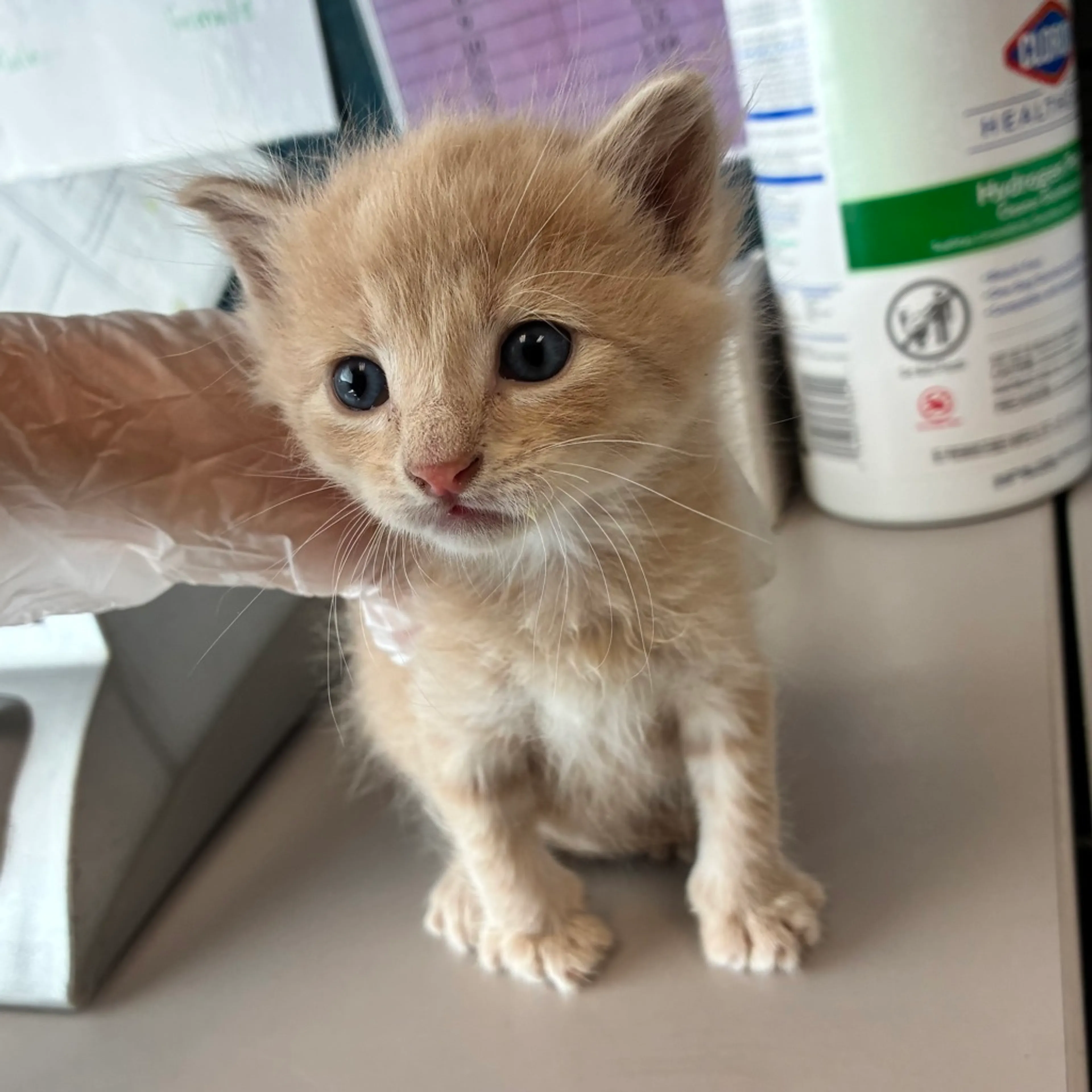 Found pet