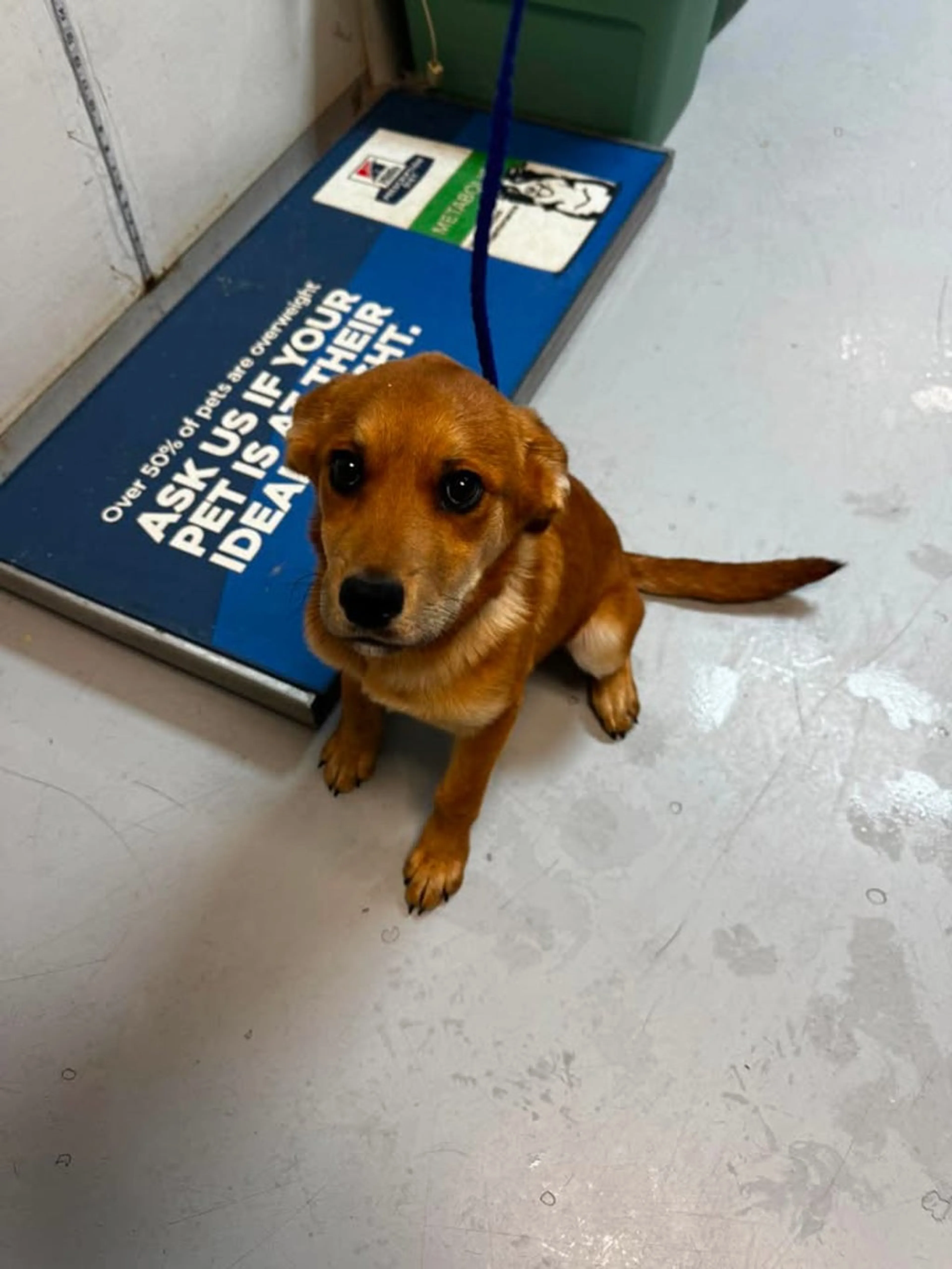 Found pet