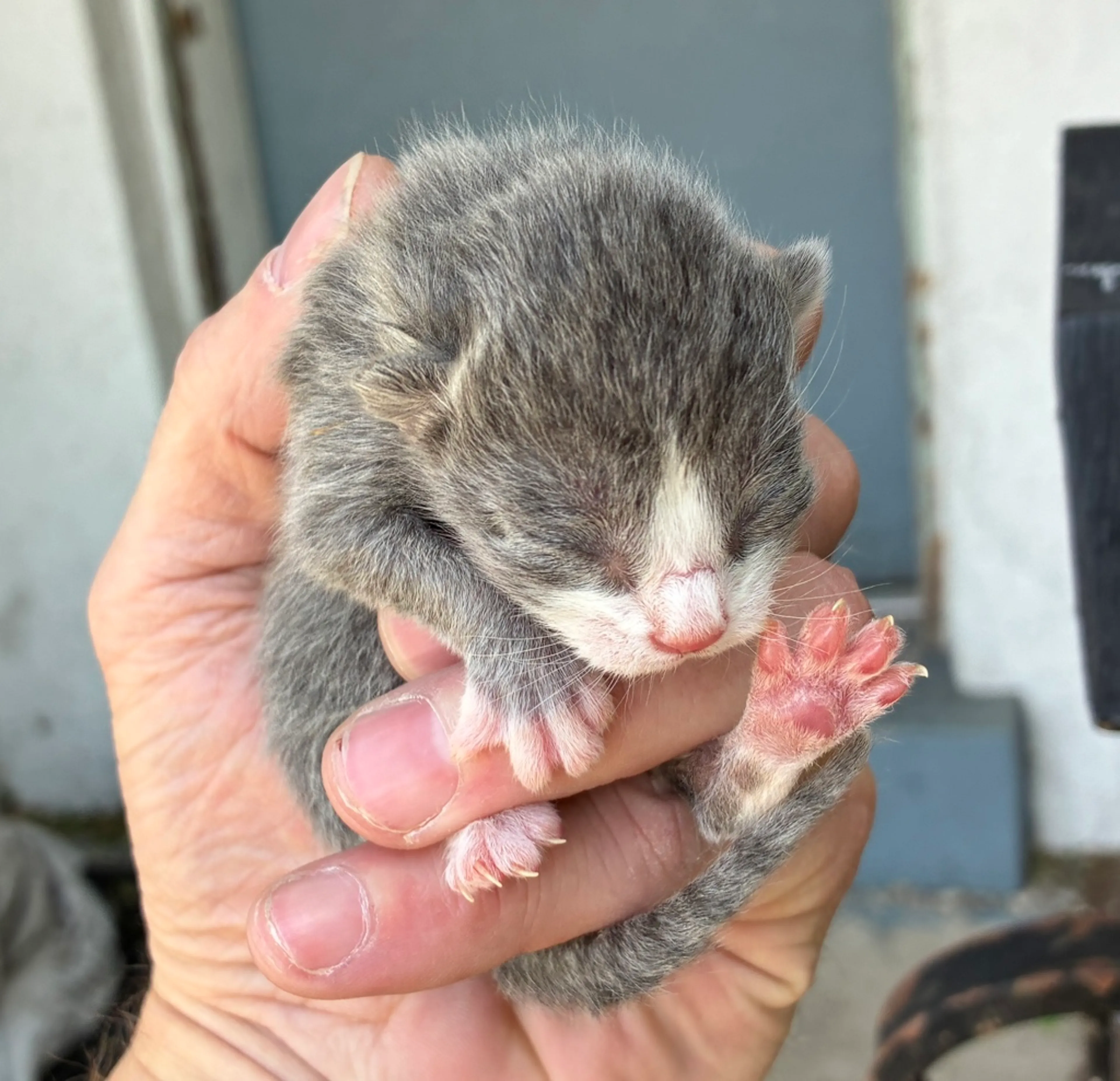 Found pet