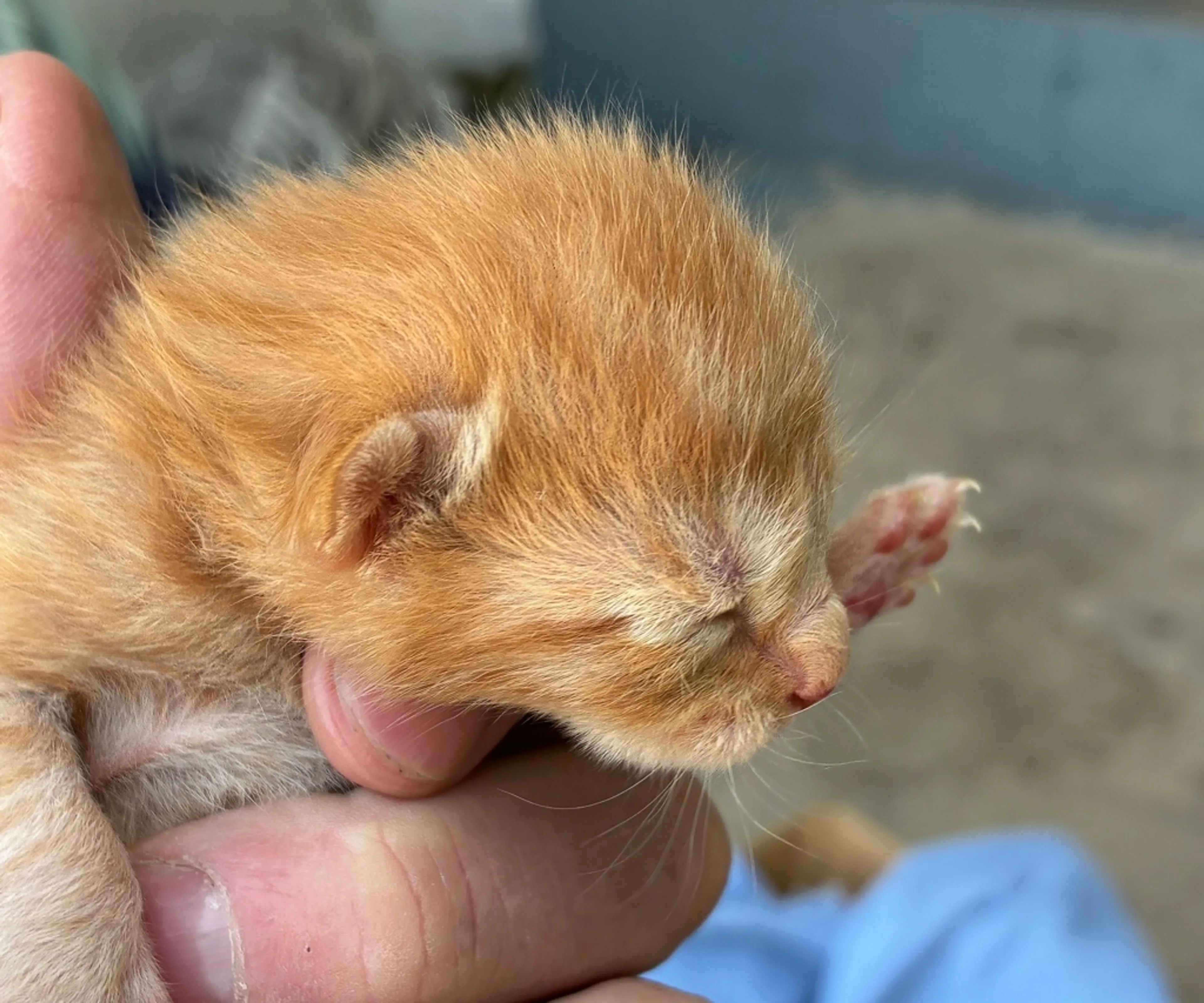 Found pet