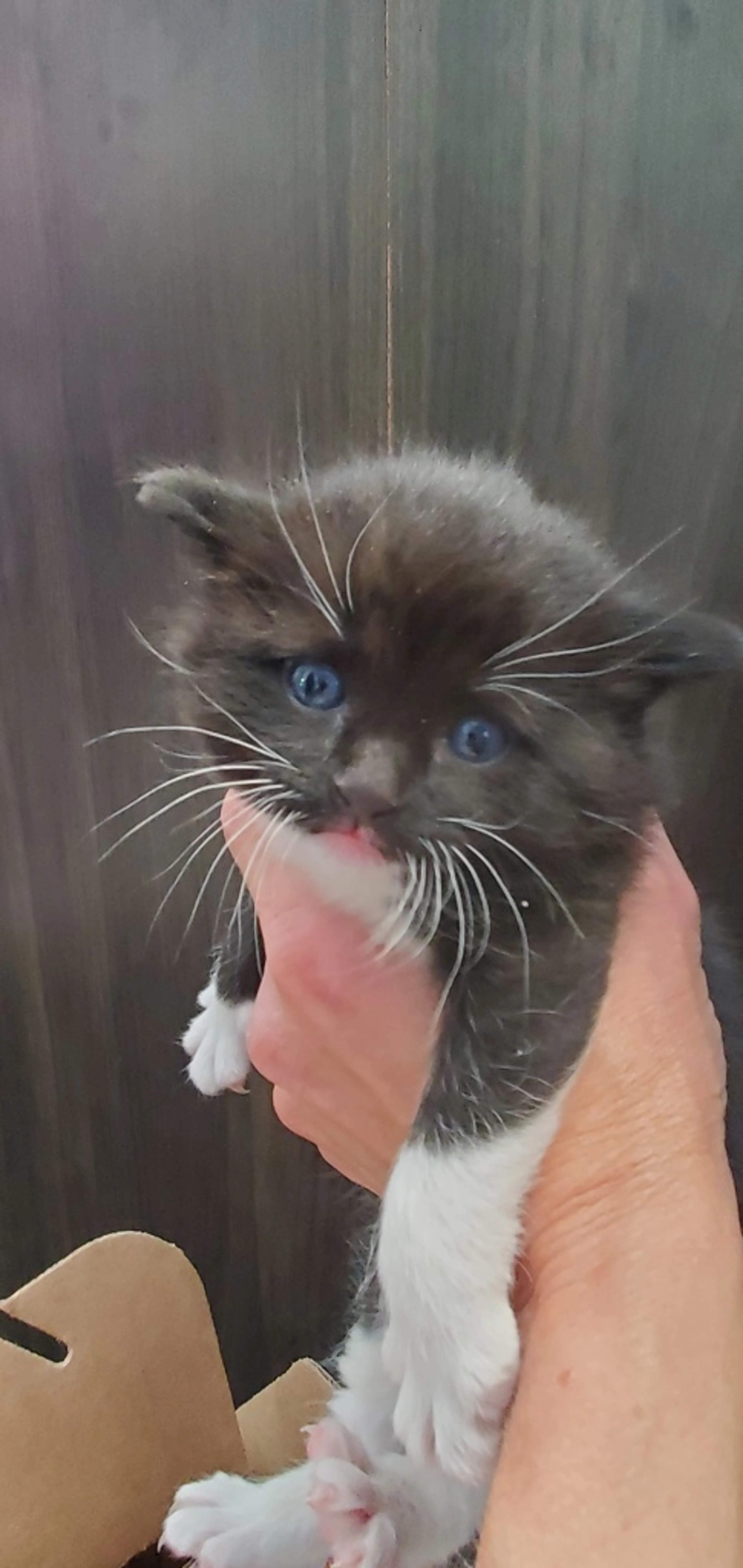 Found pet