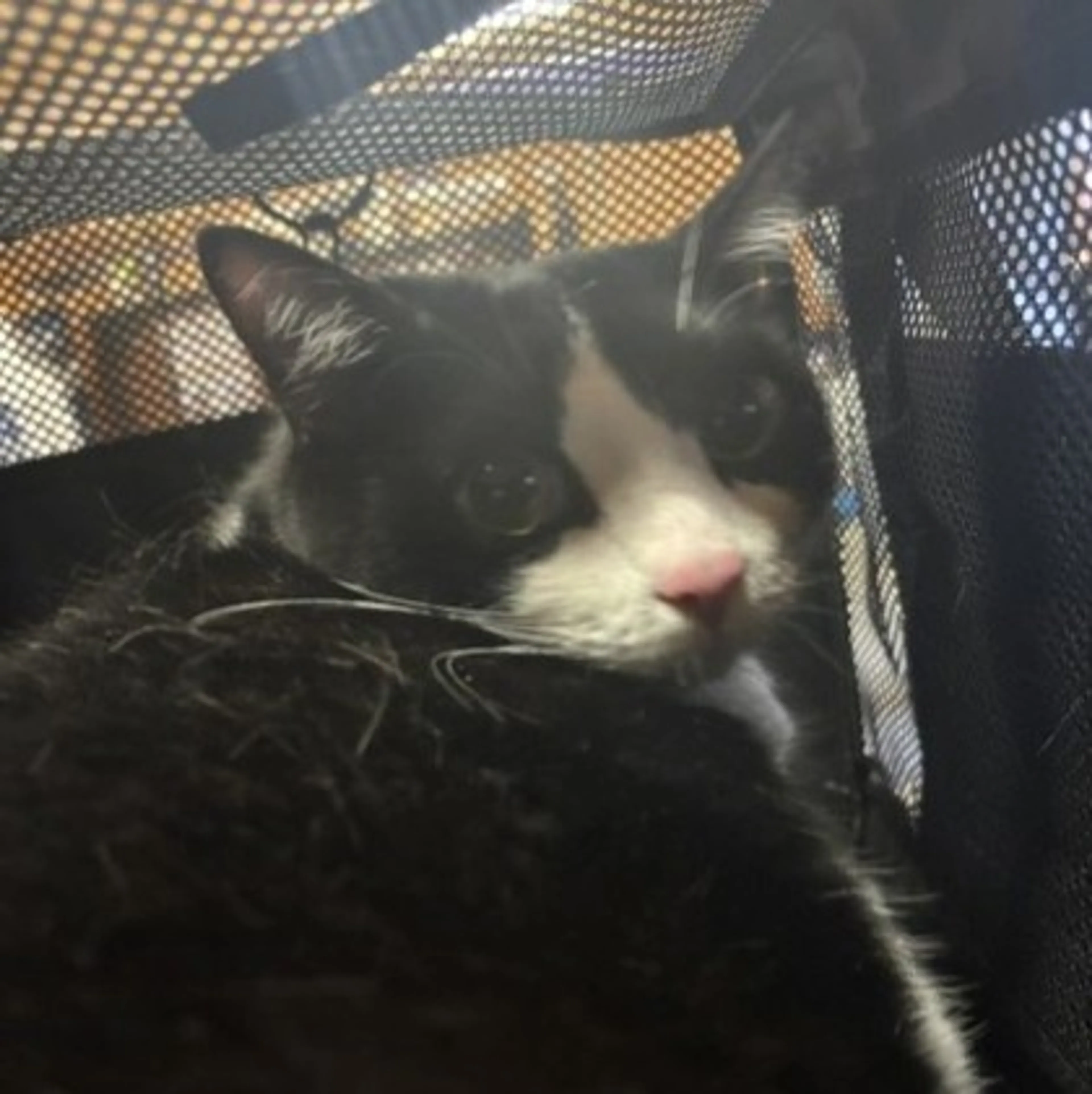 Found pet-1