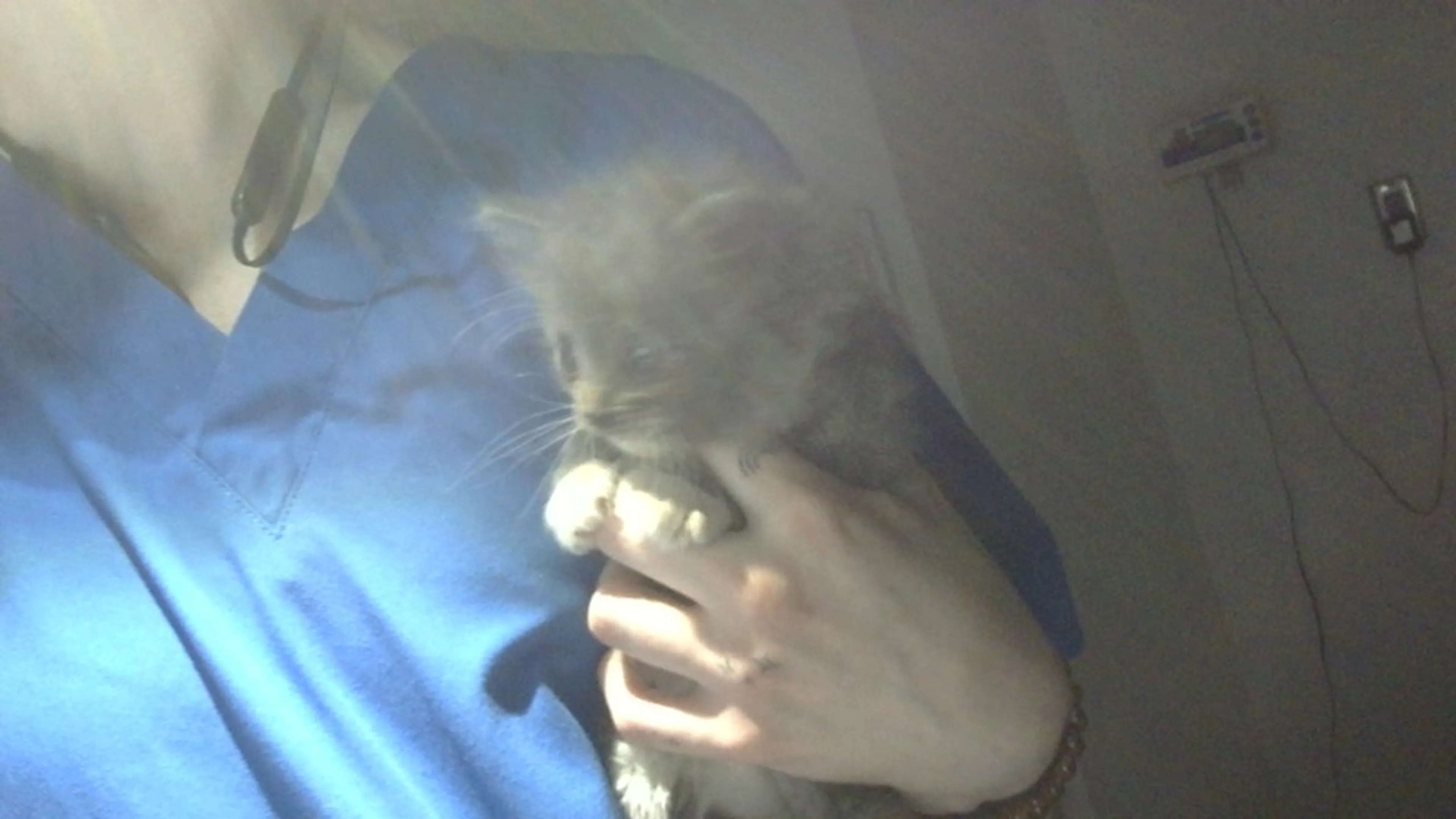 Found pet-1