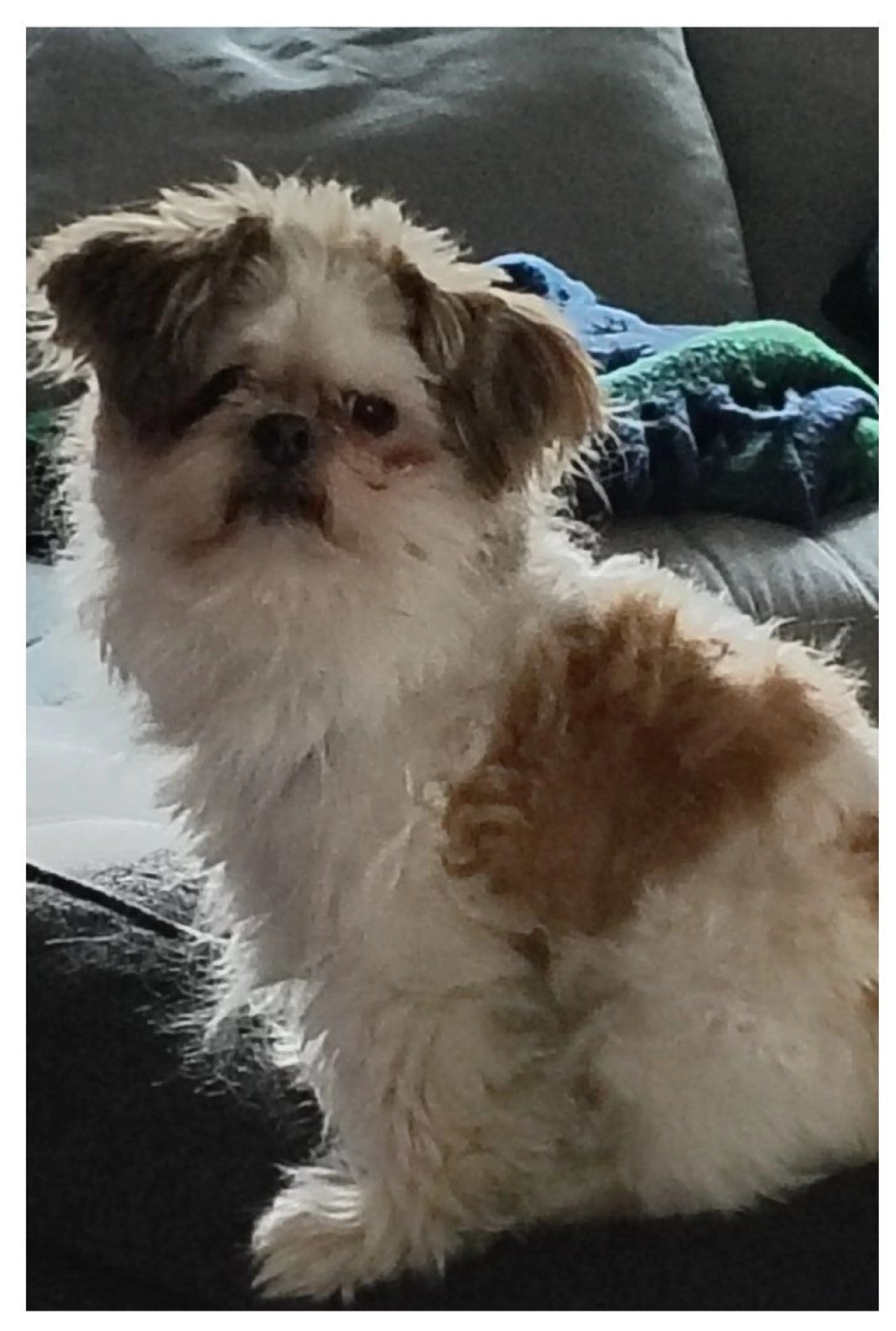 Lost pet