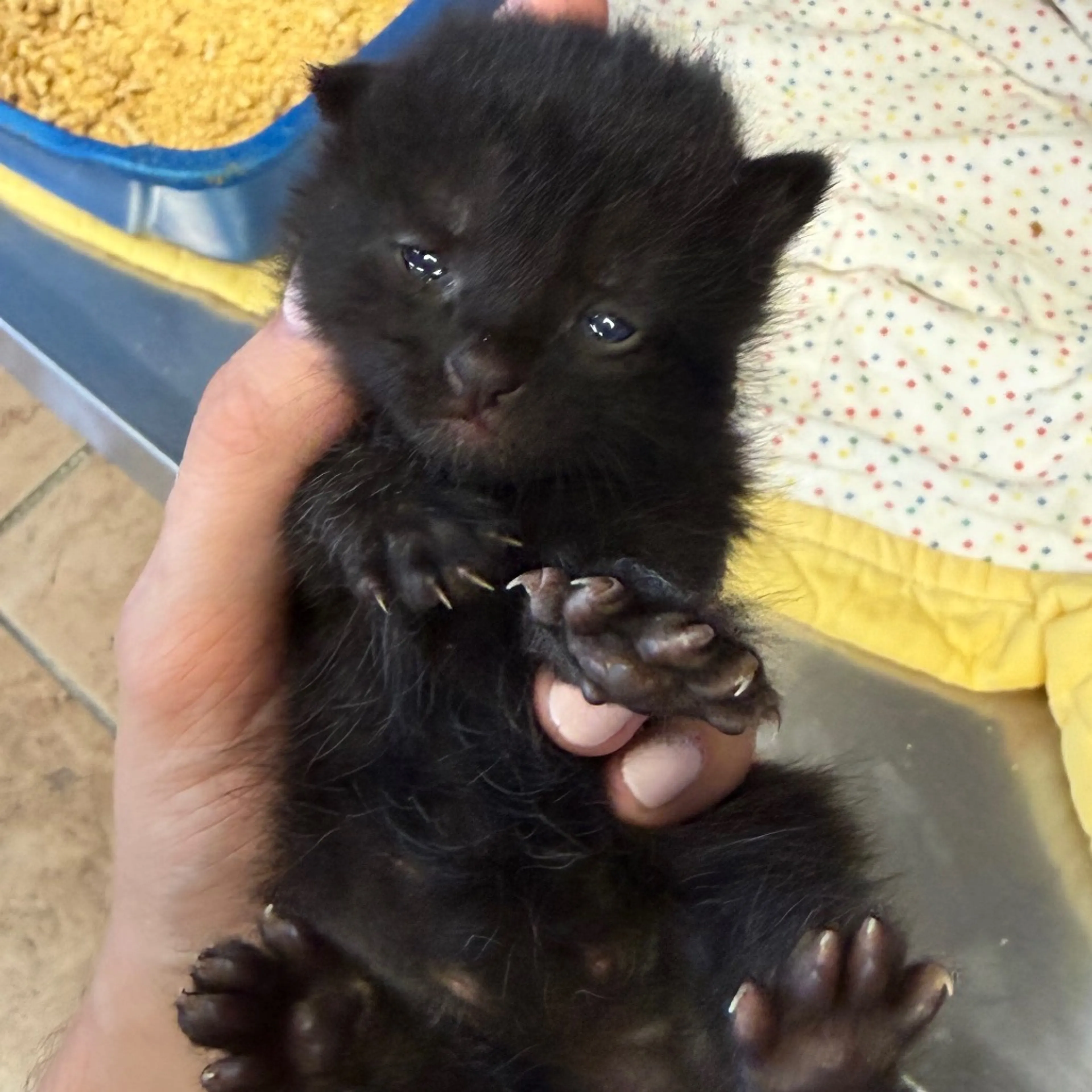 Found pet-1