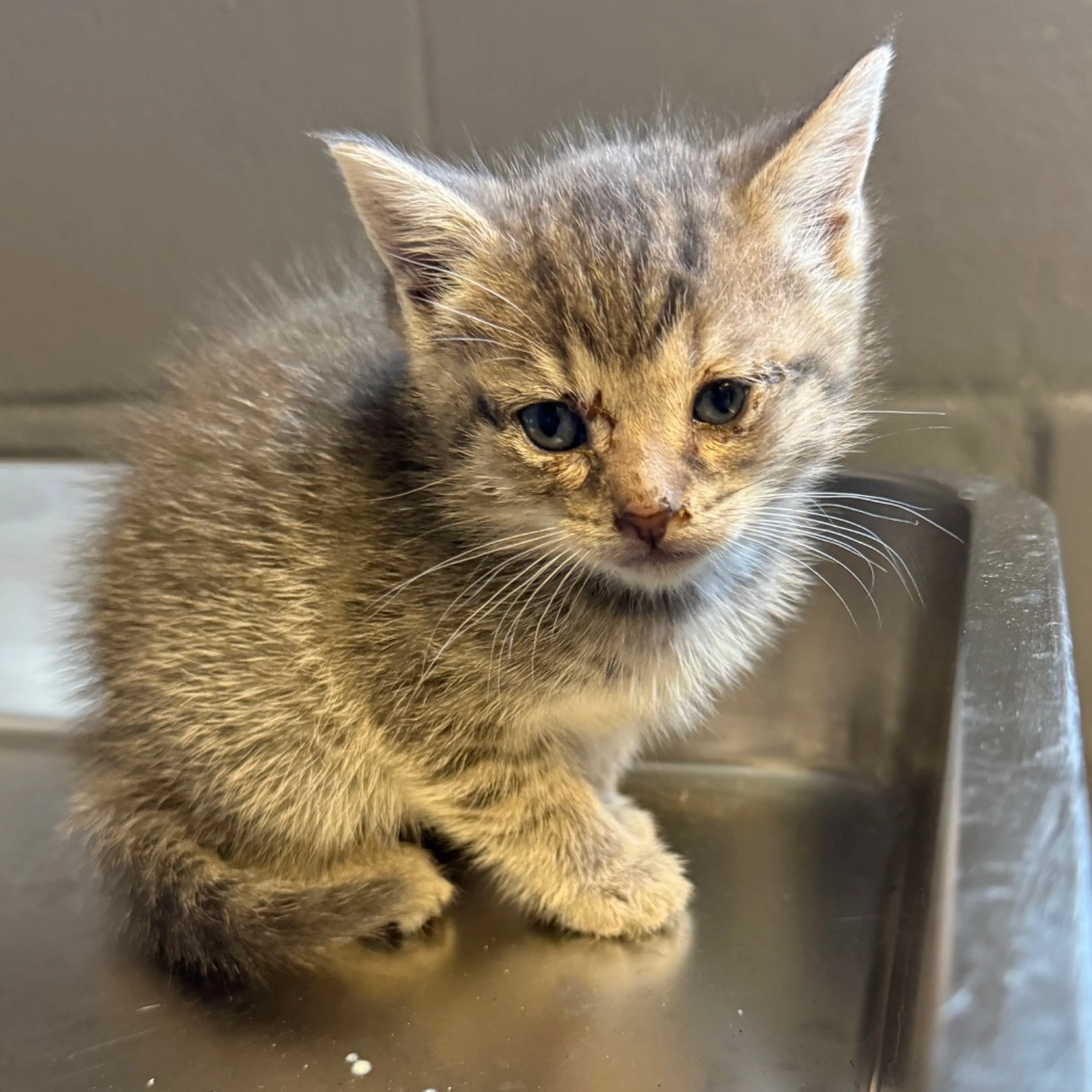 Found pet-1