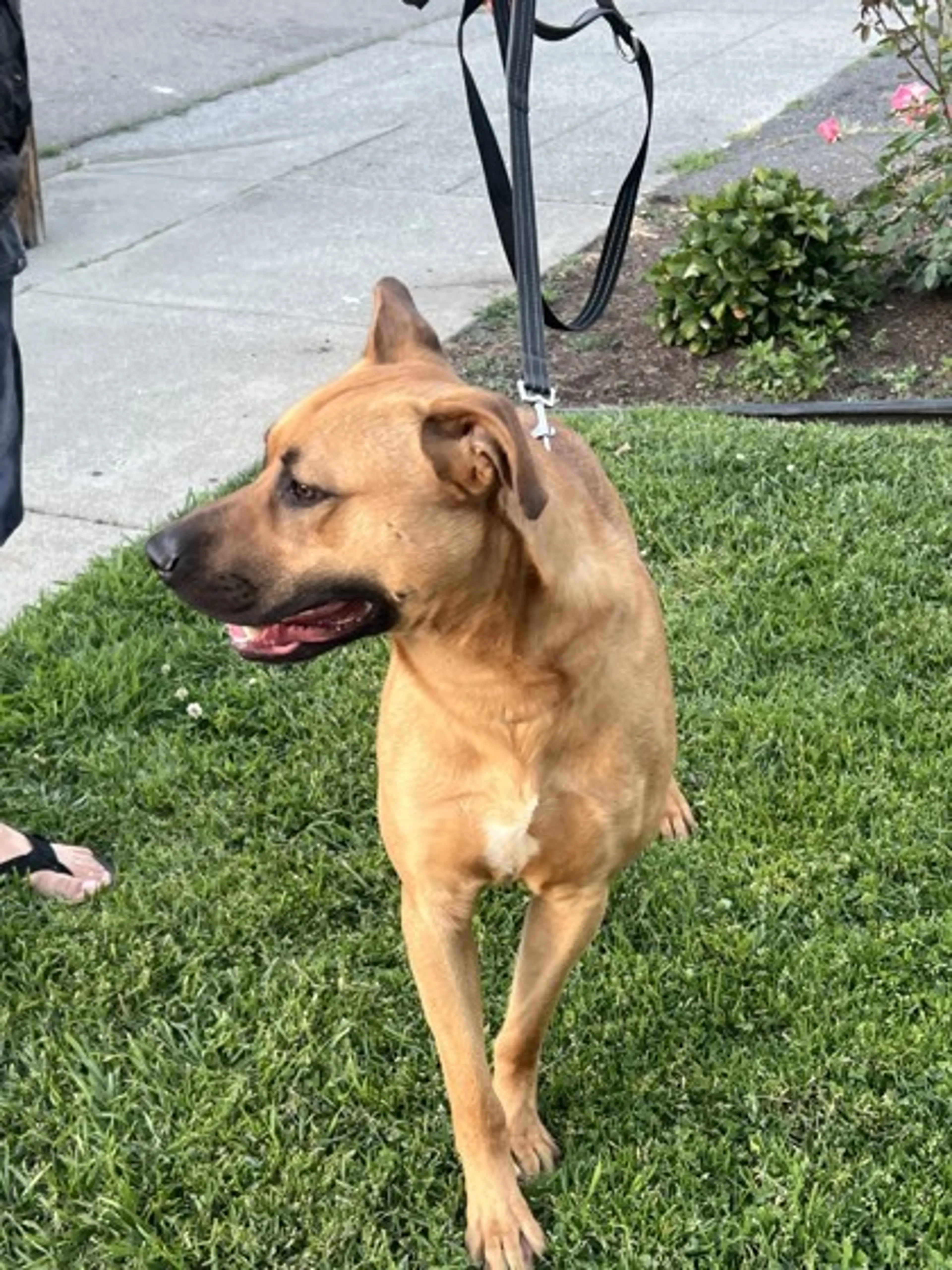 Found pet-1