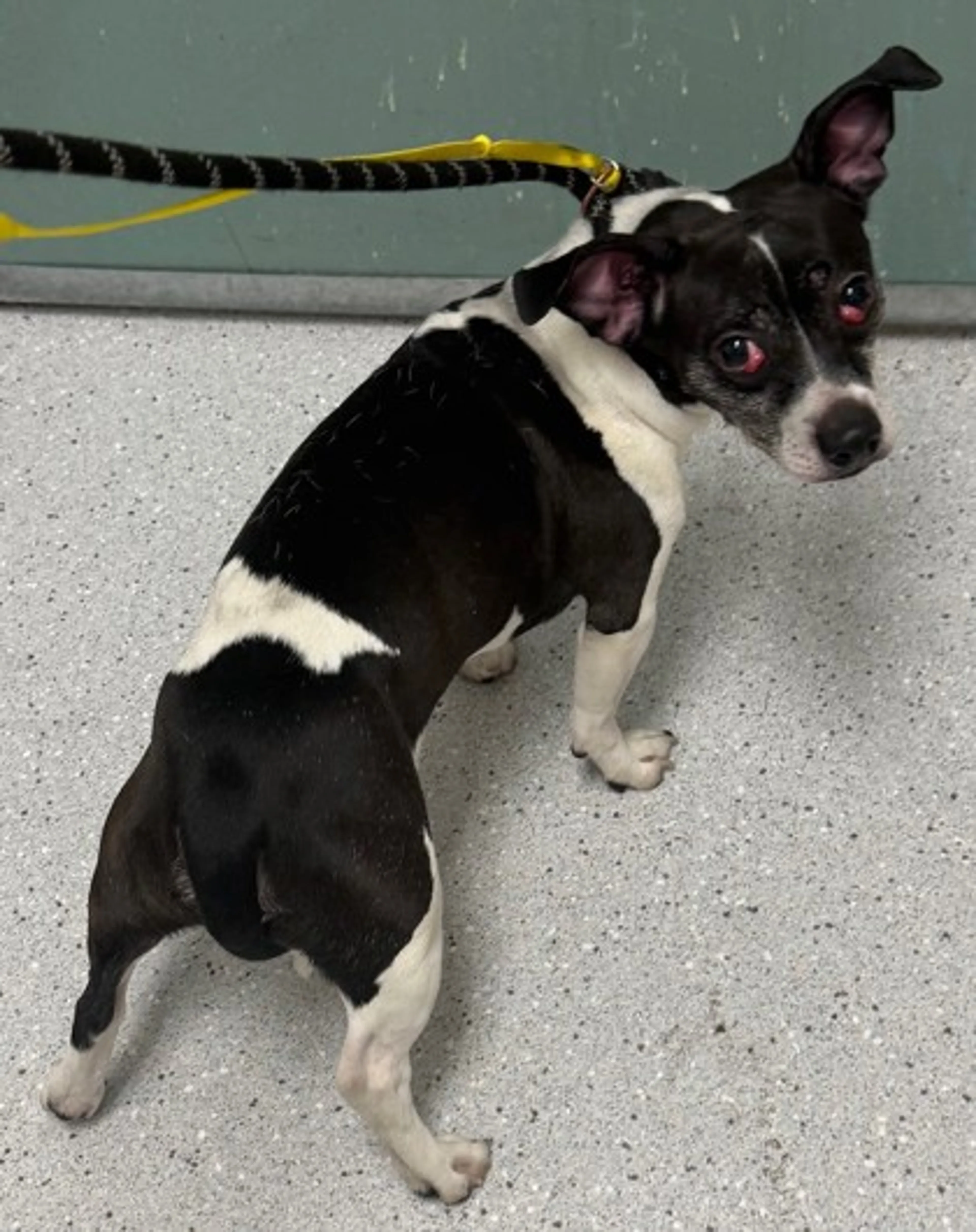 Found pet-2
