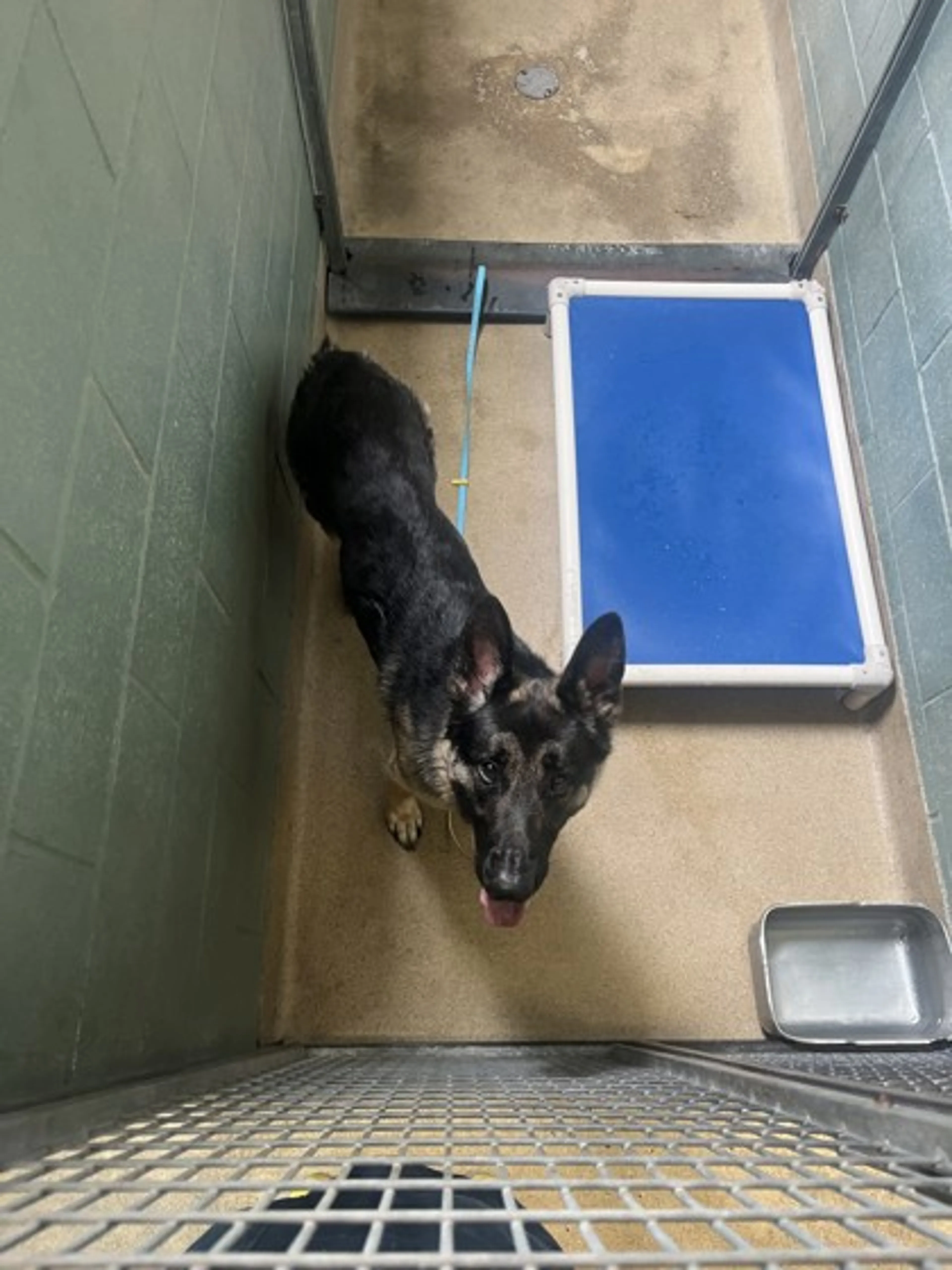 Found pet-1