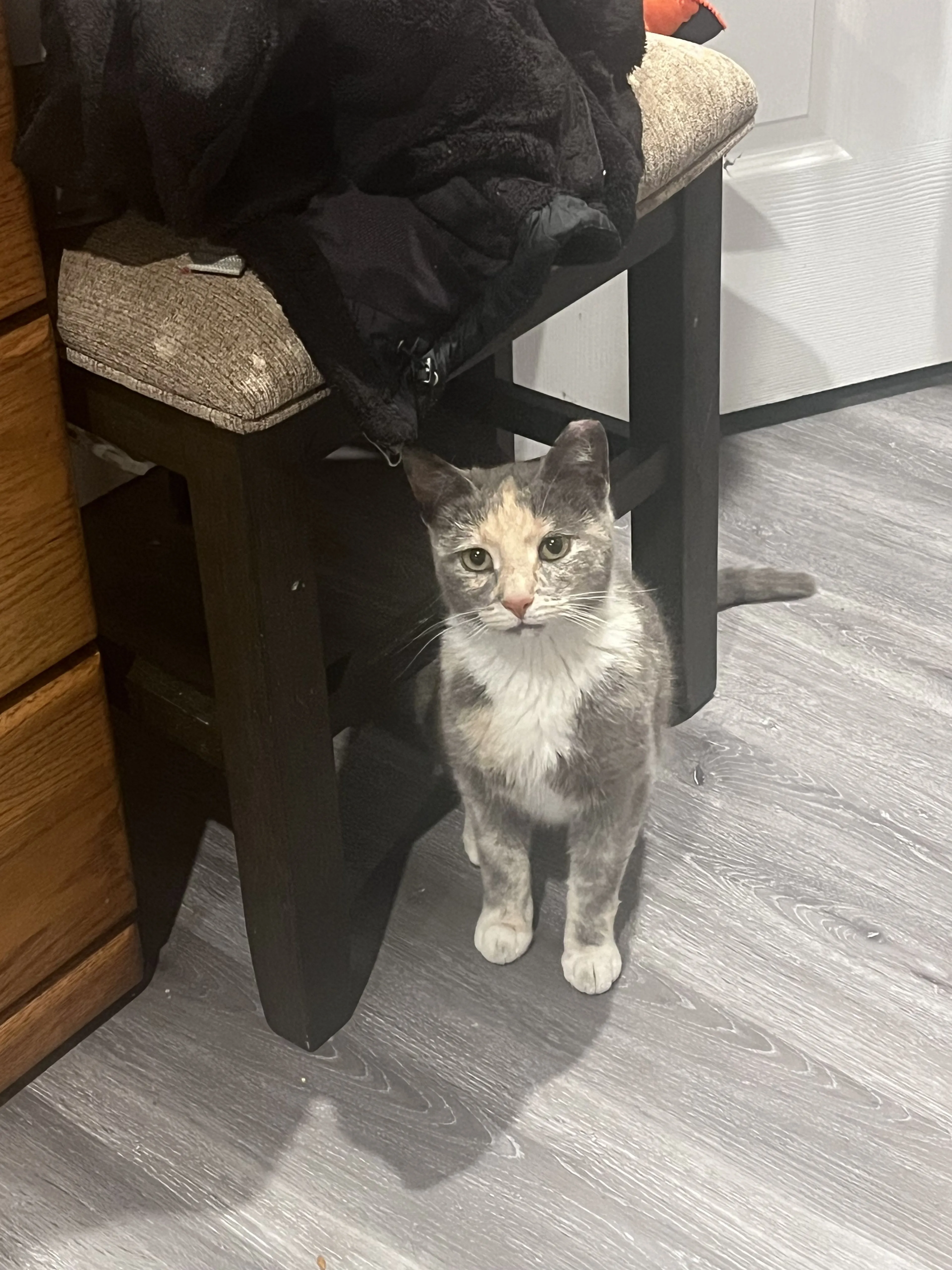 Lost pet-1