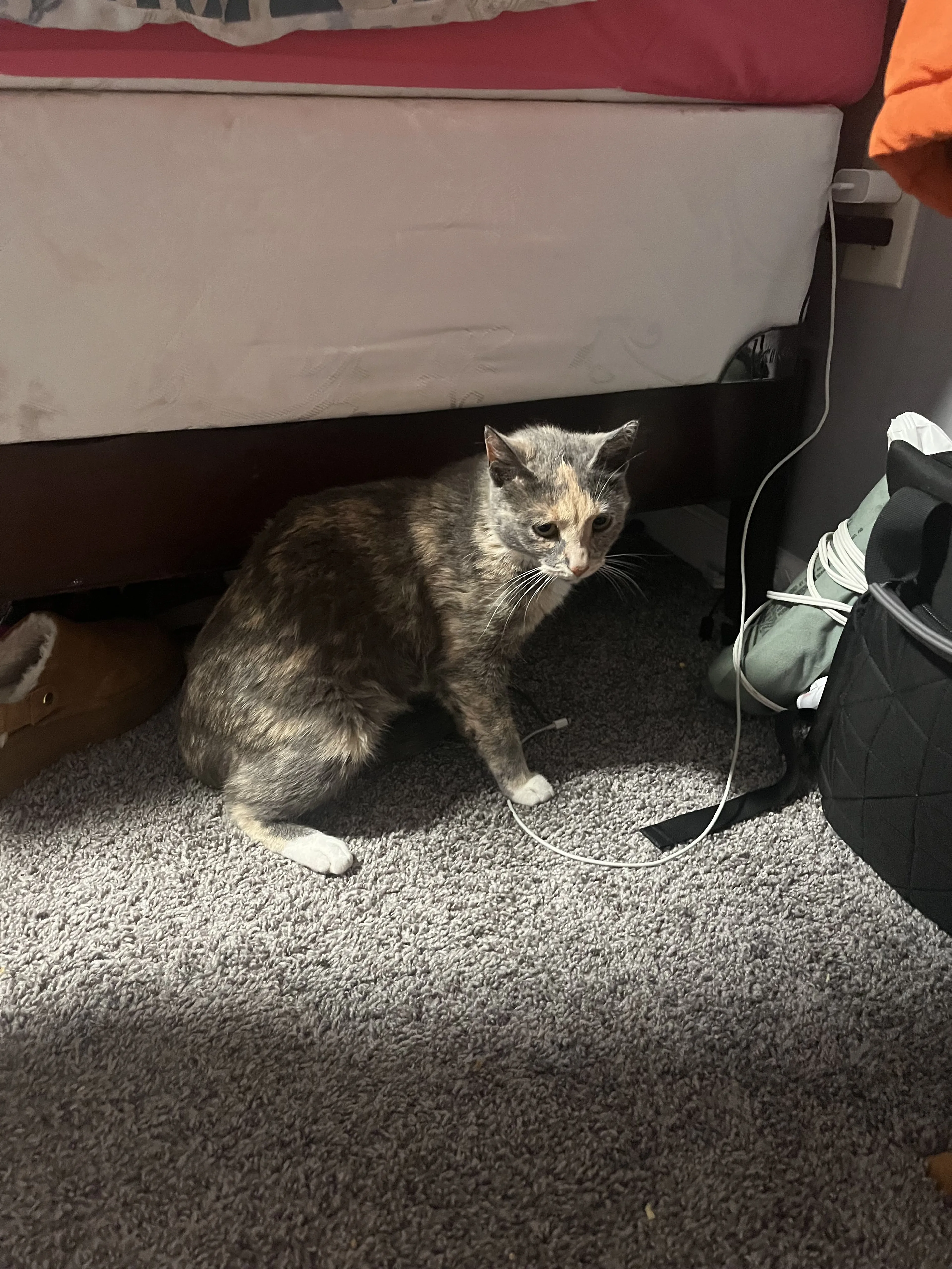 Lost pet-0