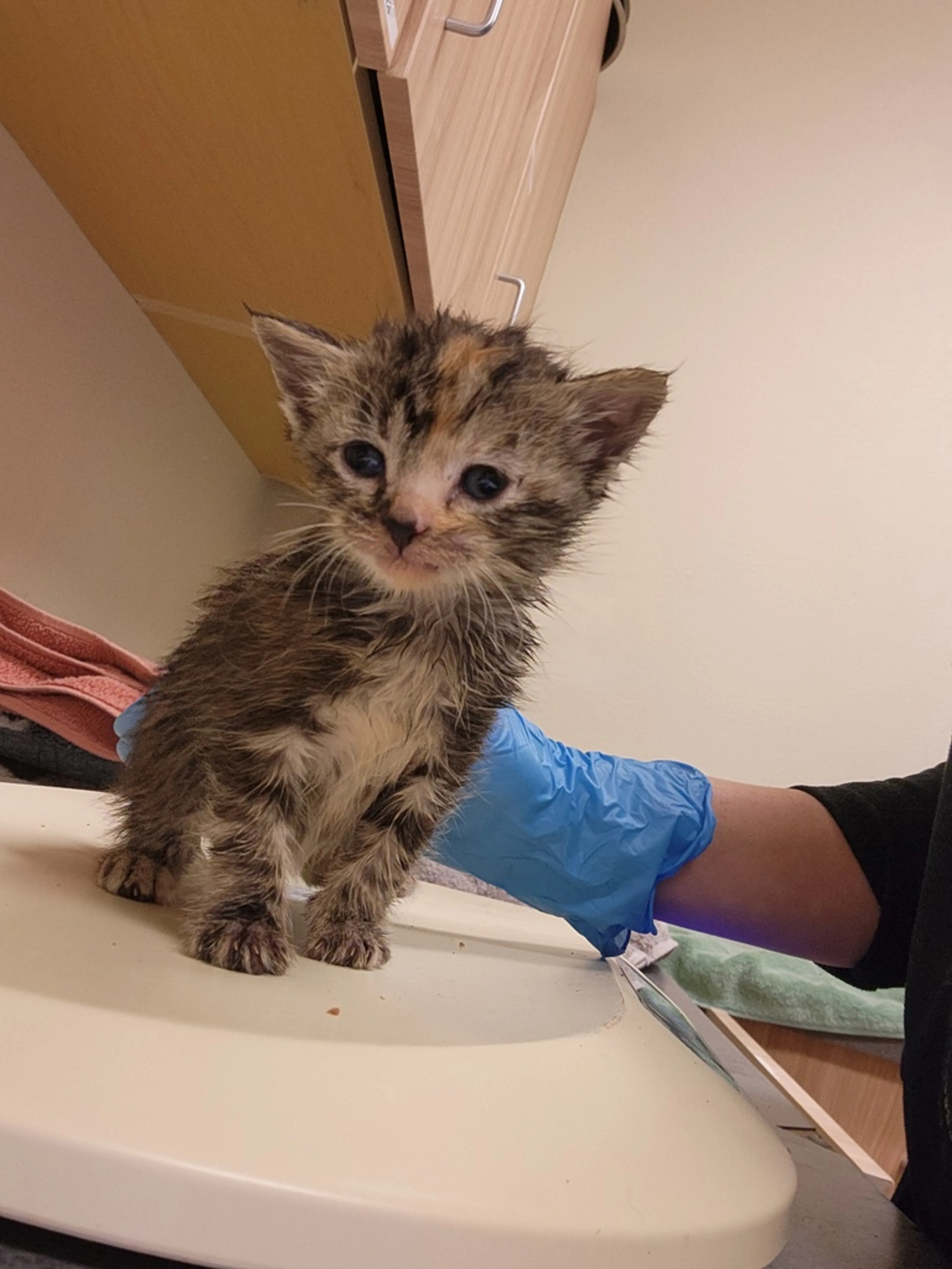 Found pet