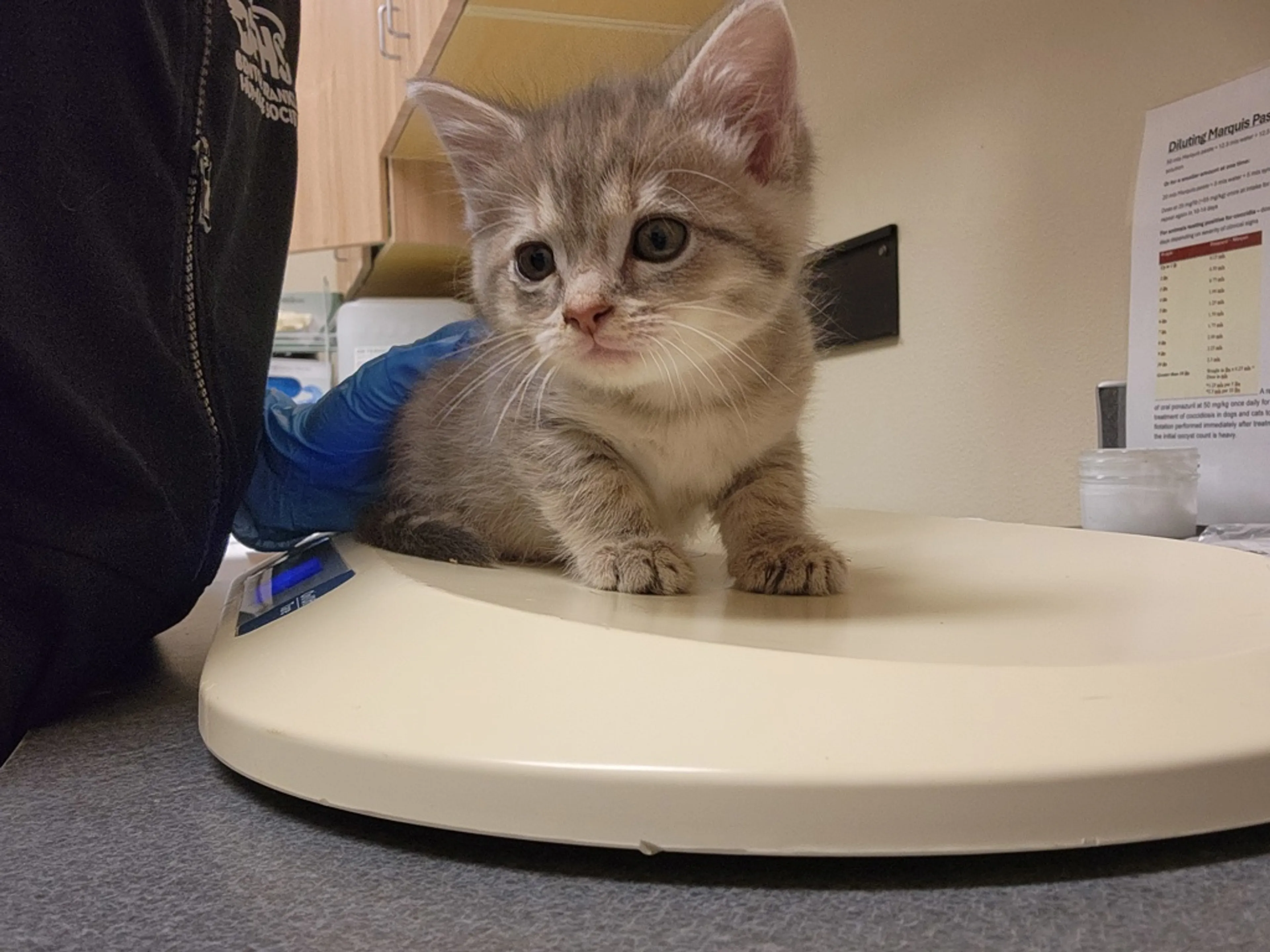 Found pet